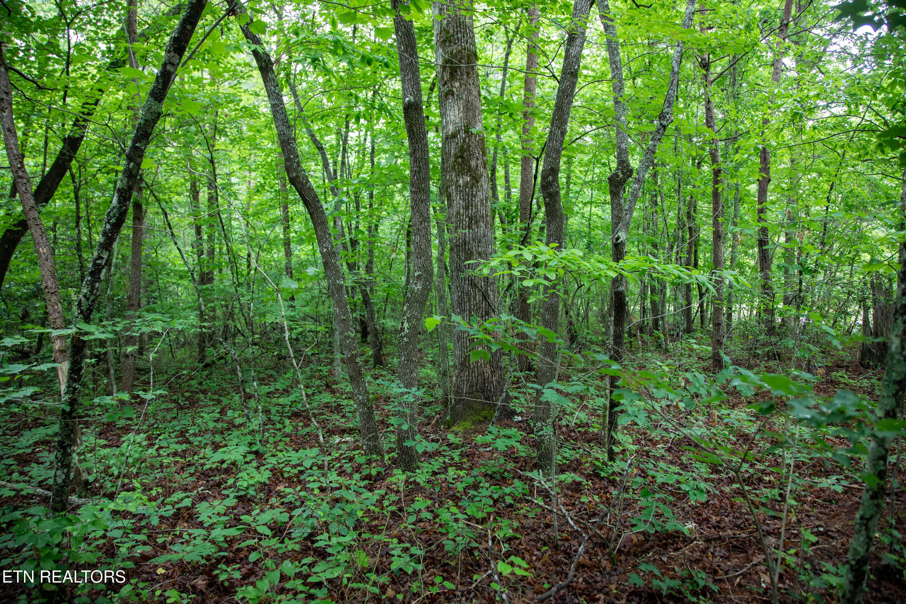 15) 72791-6a29d97858f25 - 0 Lot 6 Cumberland Lakes Drive, Monterey, TN 38574, Monterey