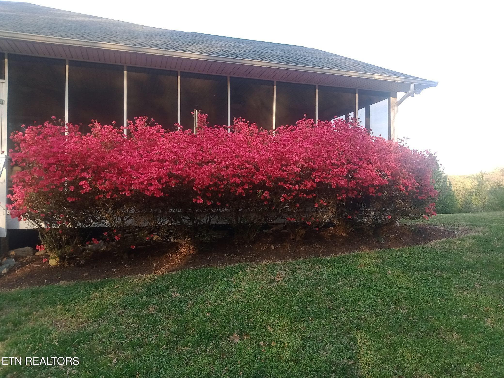 Azaleas in the spring - 3412 Seebers Court, Louisville, TN 37777, Louisville