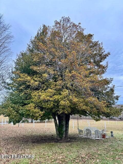 5889 Newton Road front yard tree new - 5889 Newton Rd, Crossville, TN 38572