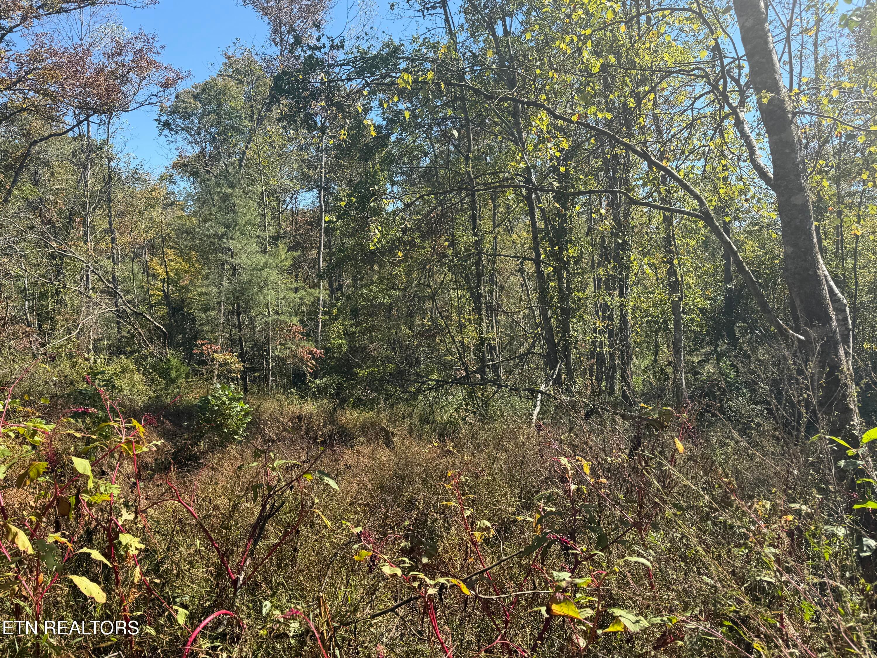IMG_1816 - 26.97 Acre Mt Helen Rd, Allardt, TN 38504, Allardt