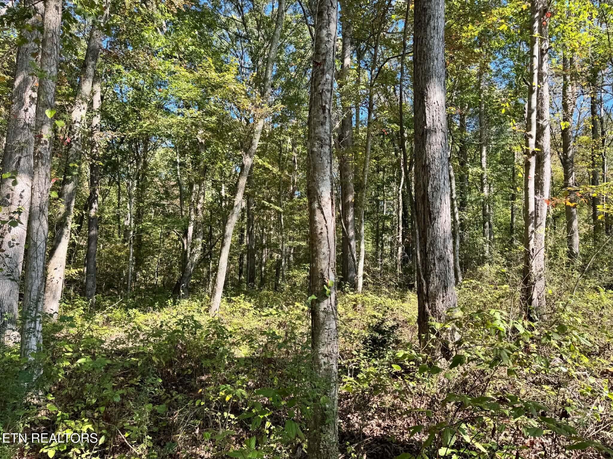 f9722aa0-b54f-4546-81b3-7f39f41688d3 - Golliher Rd, Rockwood, TN 37854, Rockwood