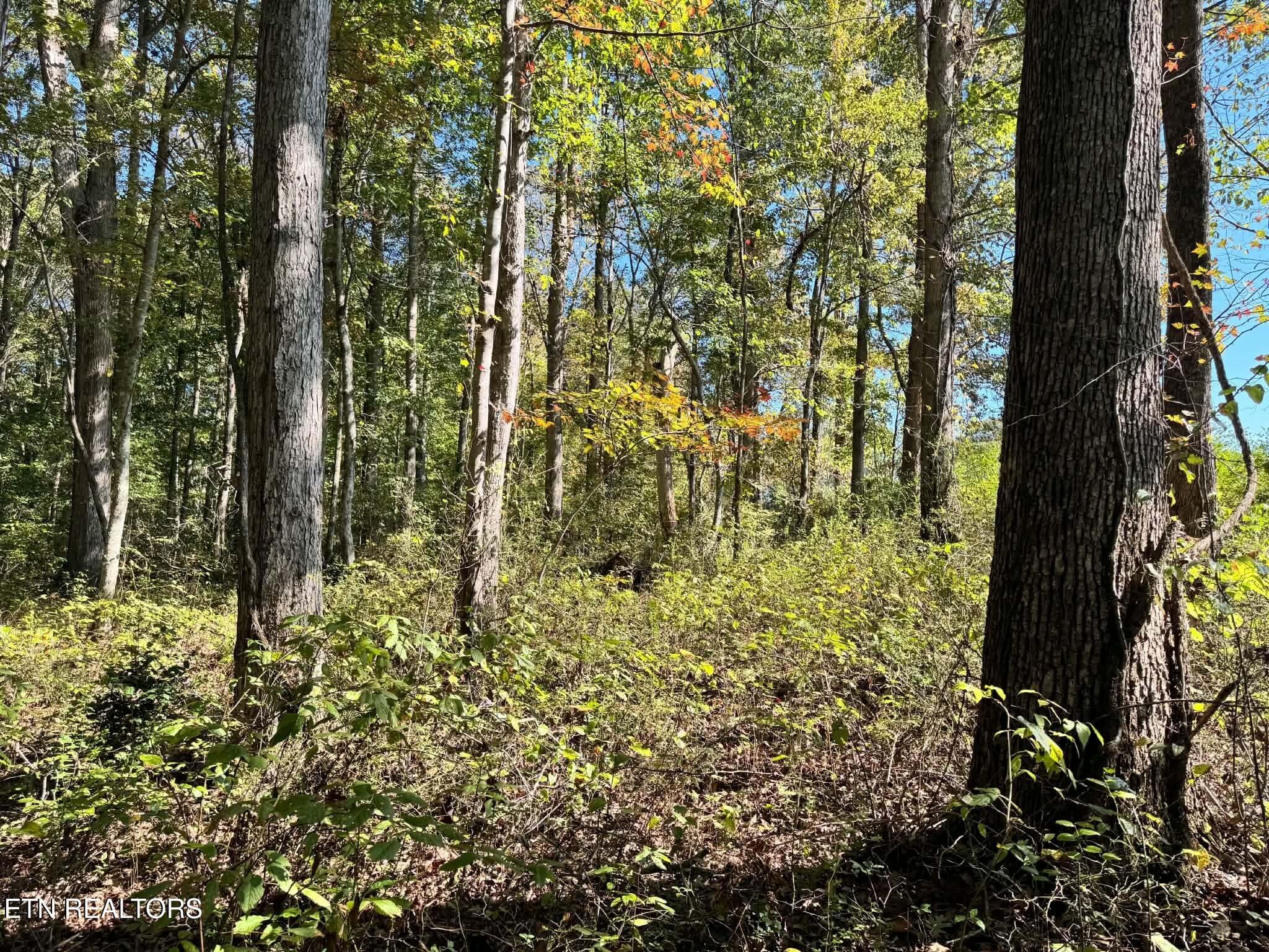 90d07da5-bbc0-4274-90c4-e7197ad70971 - Golliher Rd, Rockwood, TN 37854, Rockwood