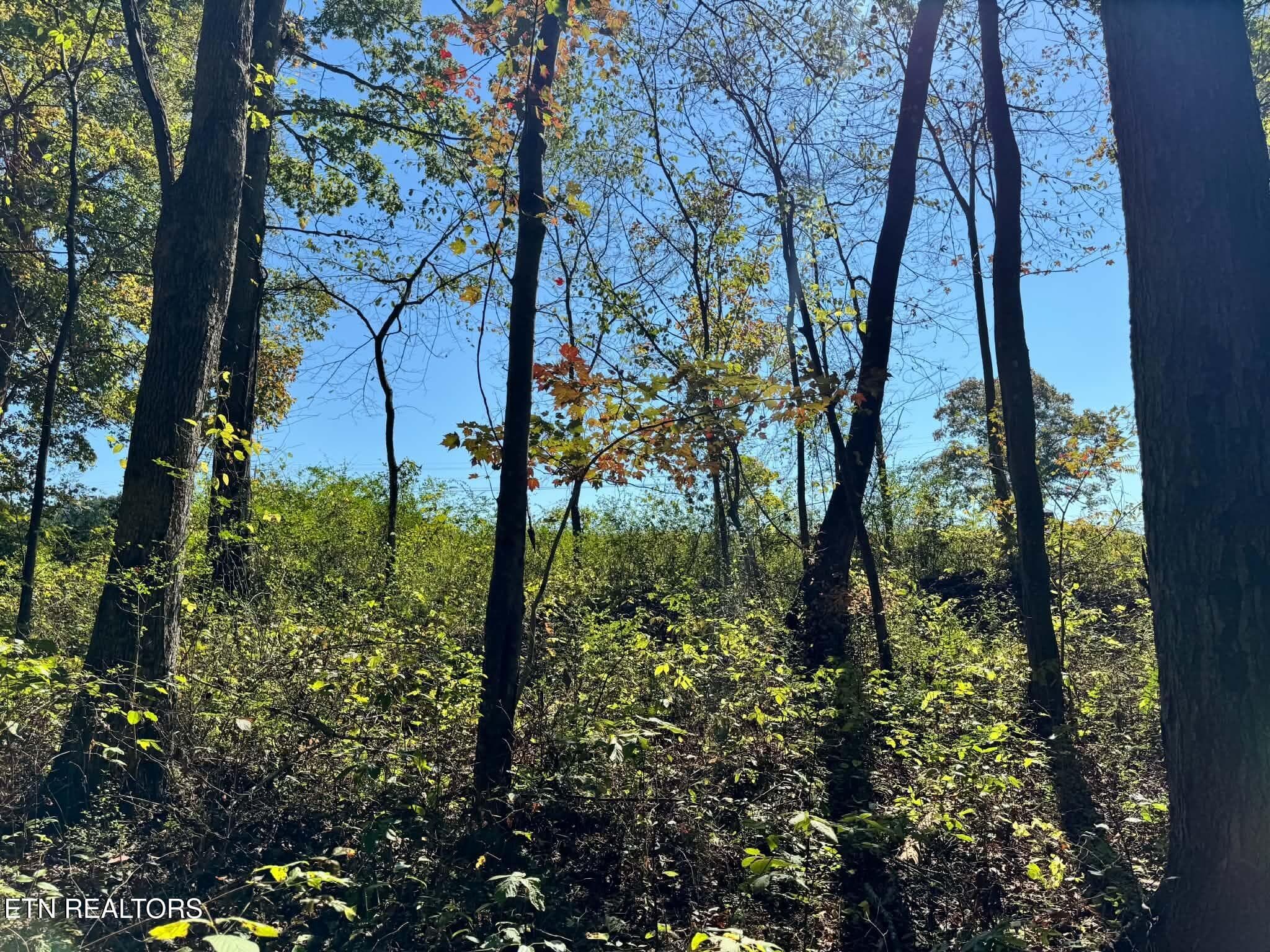 2a5ebb7a-2ba4-42ac-906e-f79c9dd77e07 - Golliher Rd, Rockwood, TN 37854, Rockwood