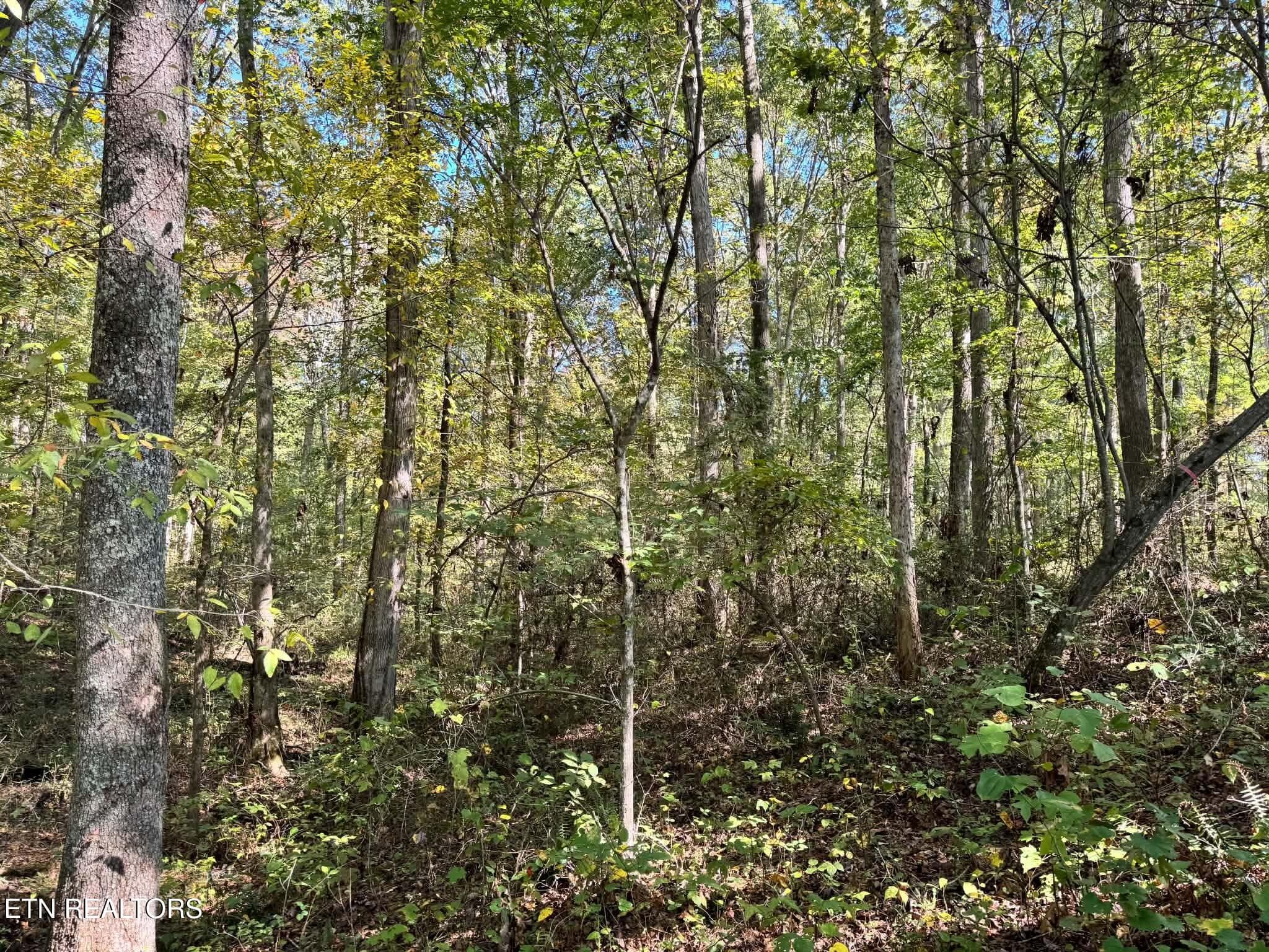 2574edf7-f937-4370-a6b9-8f8318852014 - Golliher Rd, Rockwood, TN 37854, Rockwood
