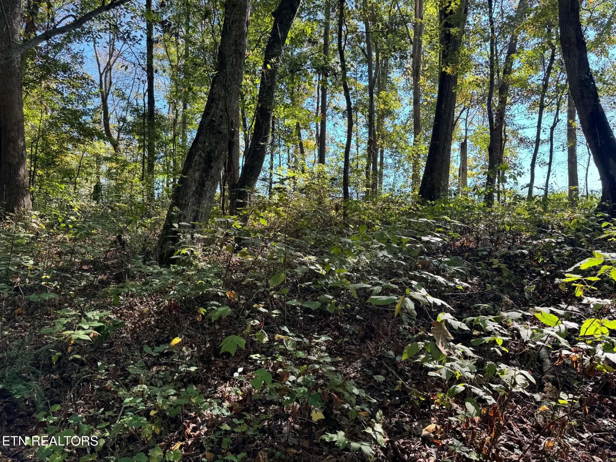 431ed981-358e-48ab-b4ce-b65f9cdca63d - Golliher Rd, Rockwood, TN 37854, Rockwood