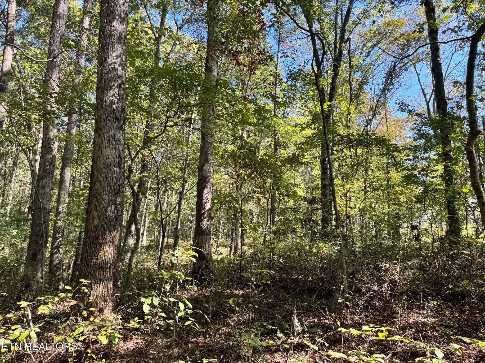 23968321-396d-4f12-8d57-01a1cb04b4ad - Golliher Rd, Rockwood, TN 37854, Rockwood