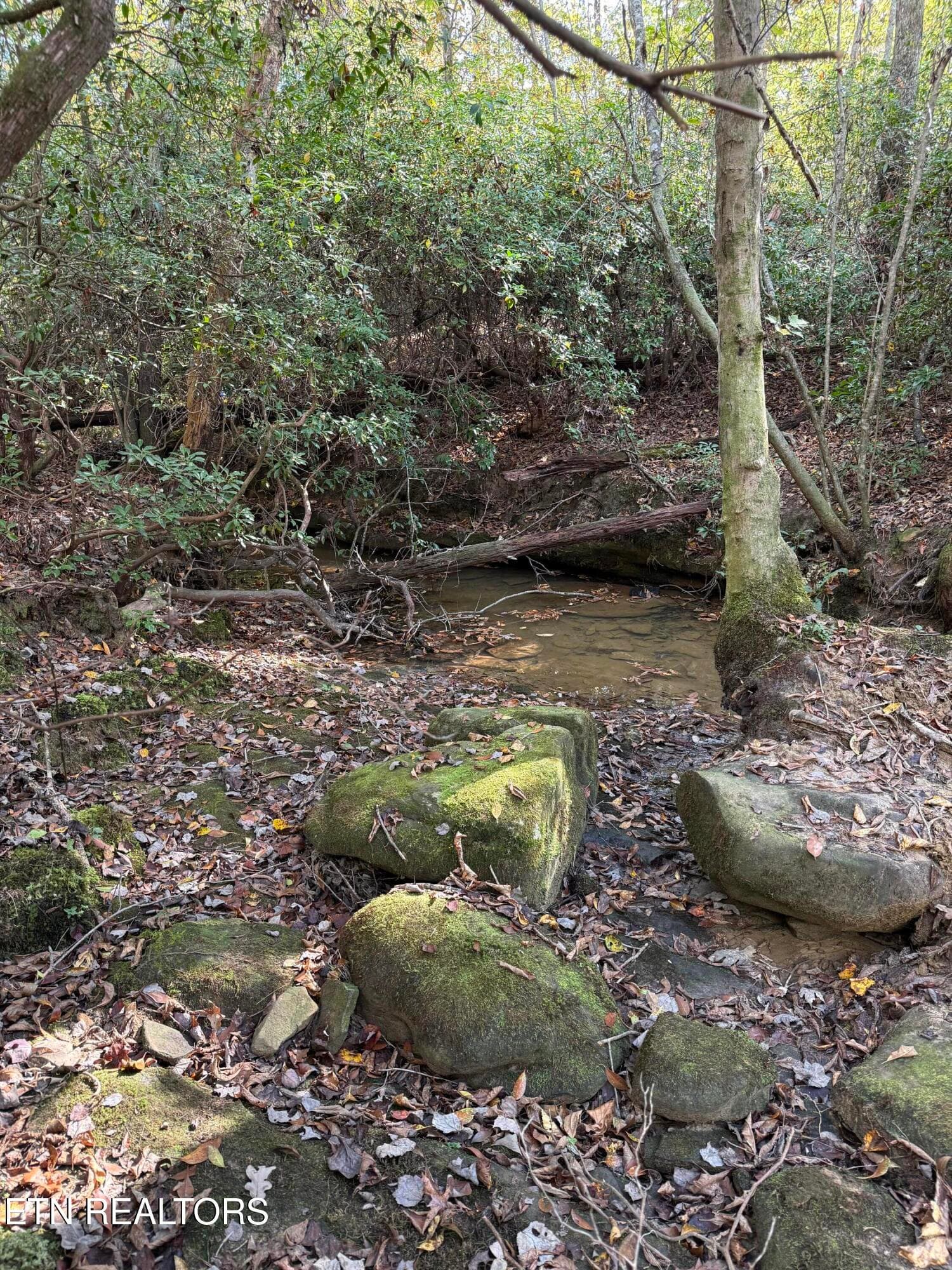 IMG_1998 - 26.97 Acre Mt Helen Rd, Allardt, TN 38504