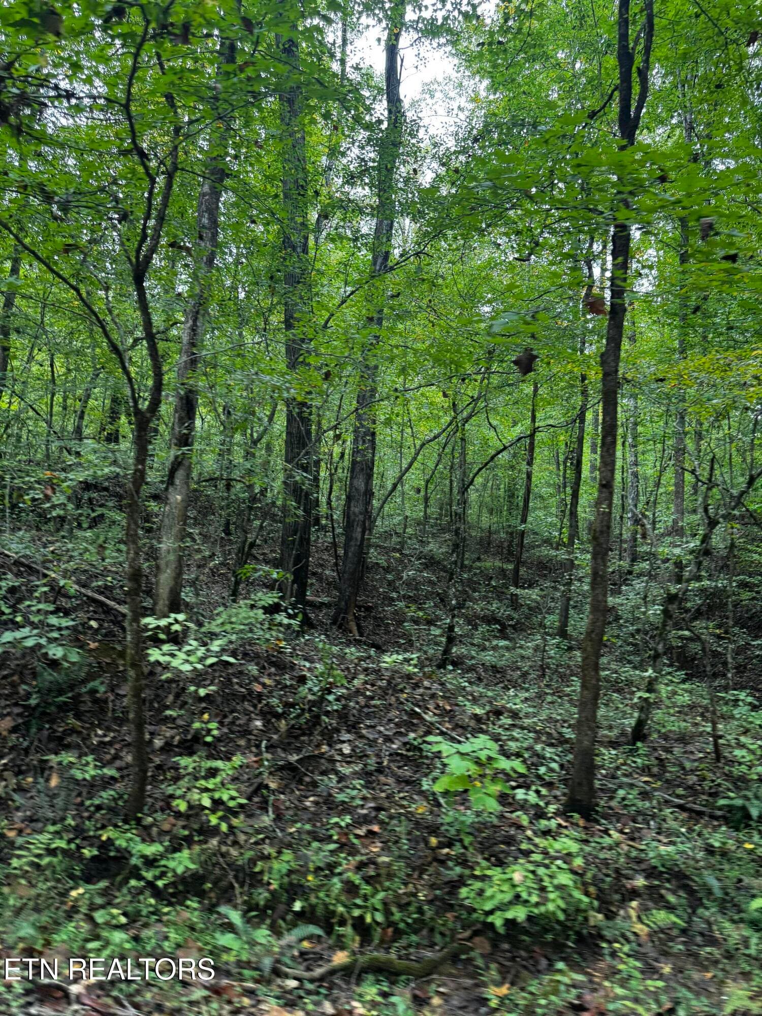 Beautiful woods all around - Decatur Hwy, Kingston, TN 37763