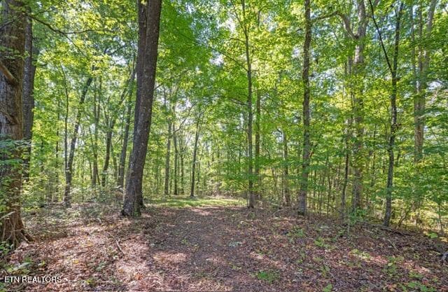 wooded area - 431 Black Oak Rd, Clinton, TN 37716, Clinton