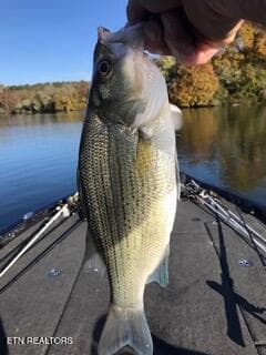 Watts Bar Fishing Small - 800 N Kingston Ave, Rockwood, TN 37854