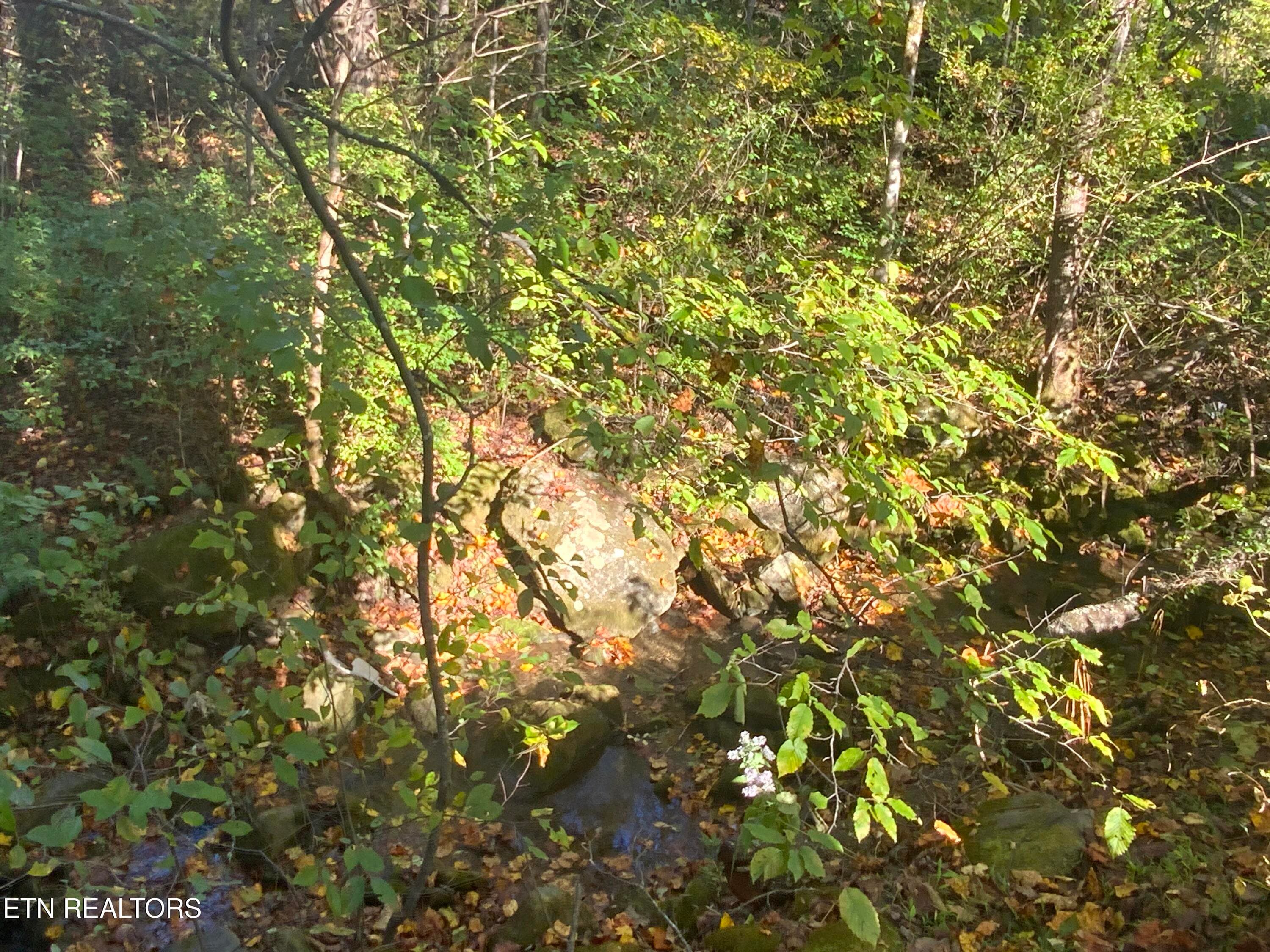 IMG_3614 - 4455 Trail Hollow Rd, Cosby, TN 37722