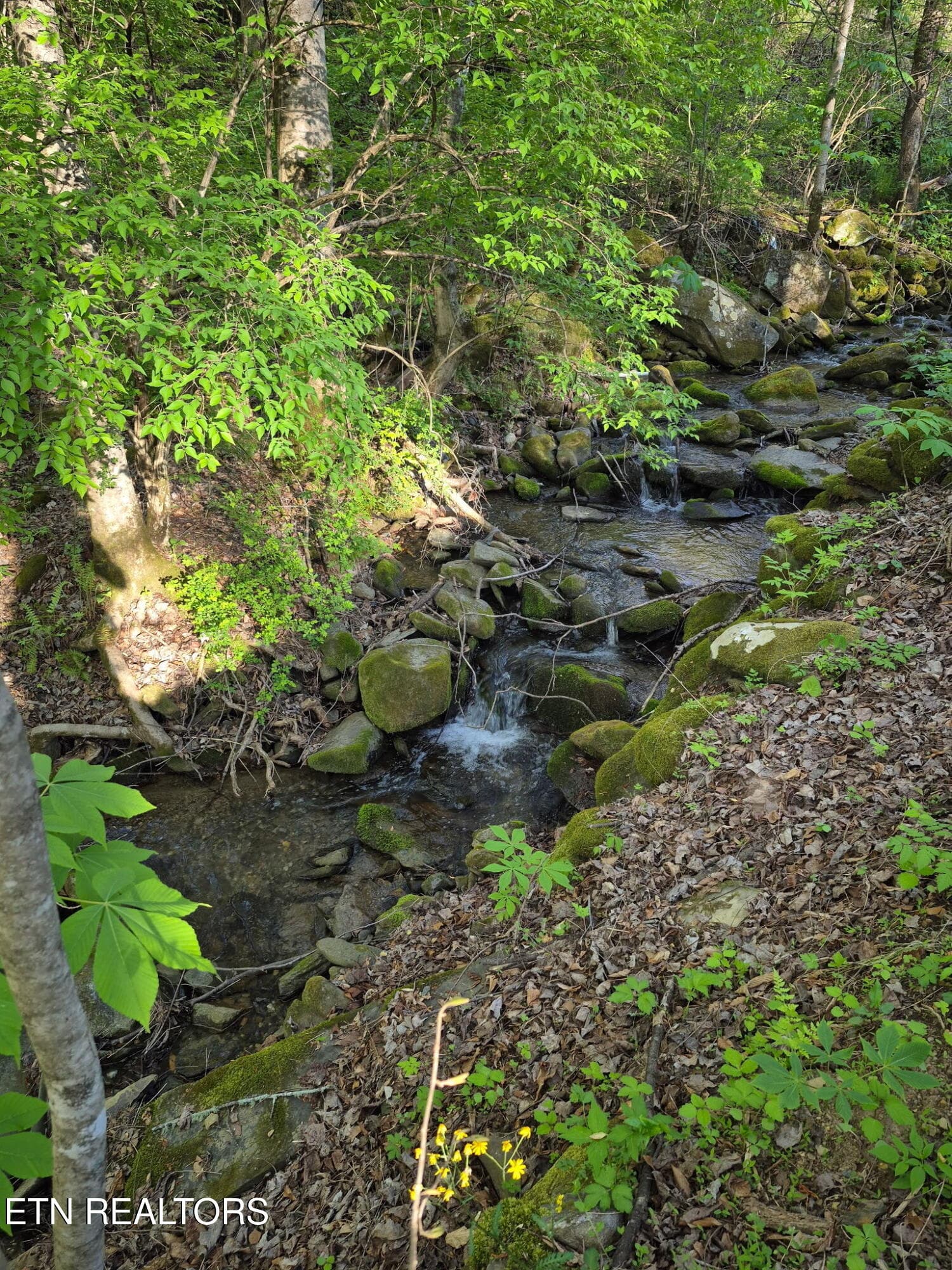 1000010221 - 4455 Trail Hollow Rd, Cosby, TN 37722