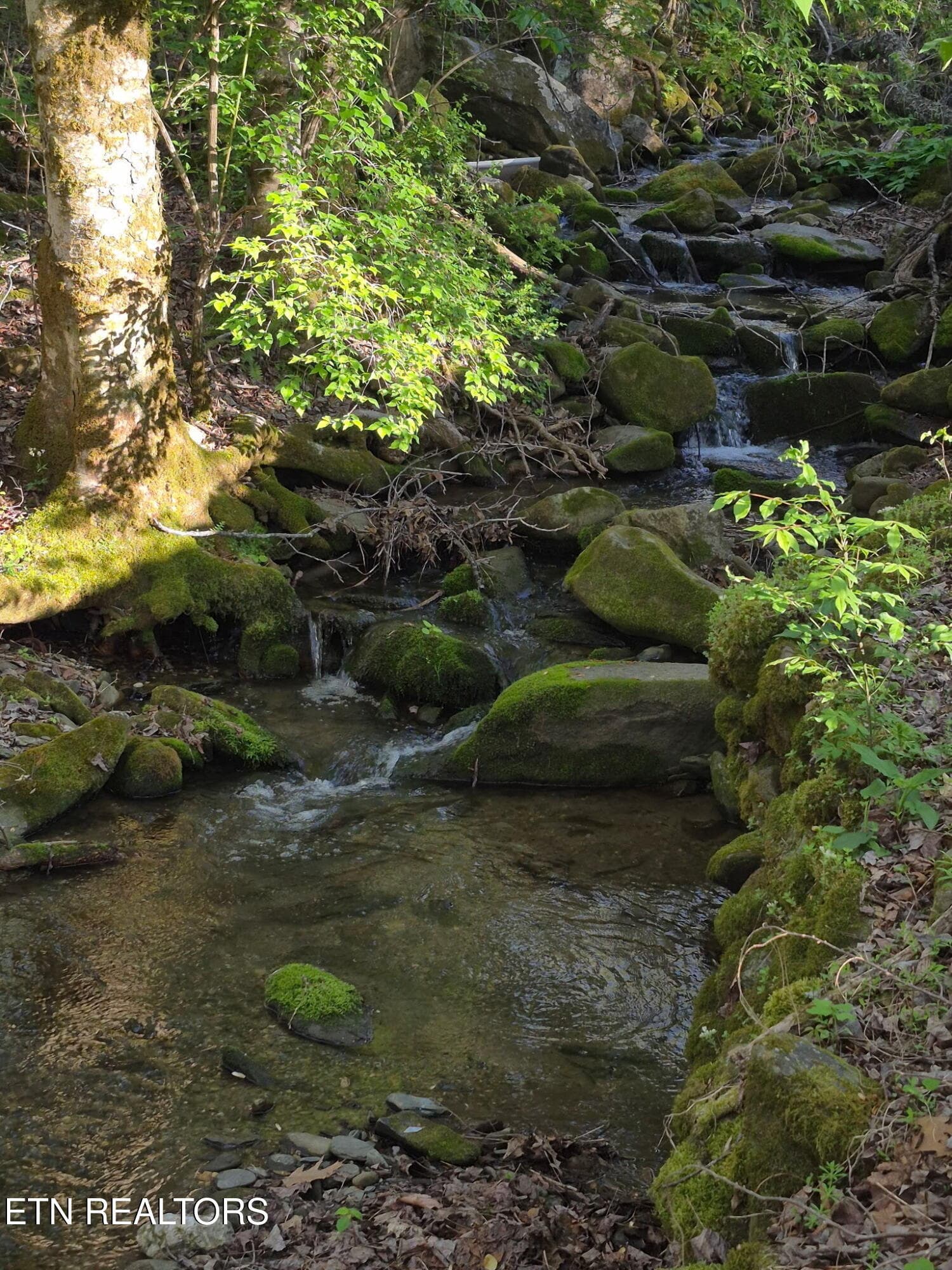 1000010220 - 4455 Trail Hollow Rd, Cosby, TN 37722