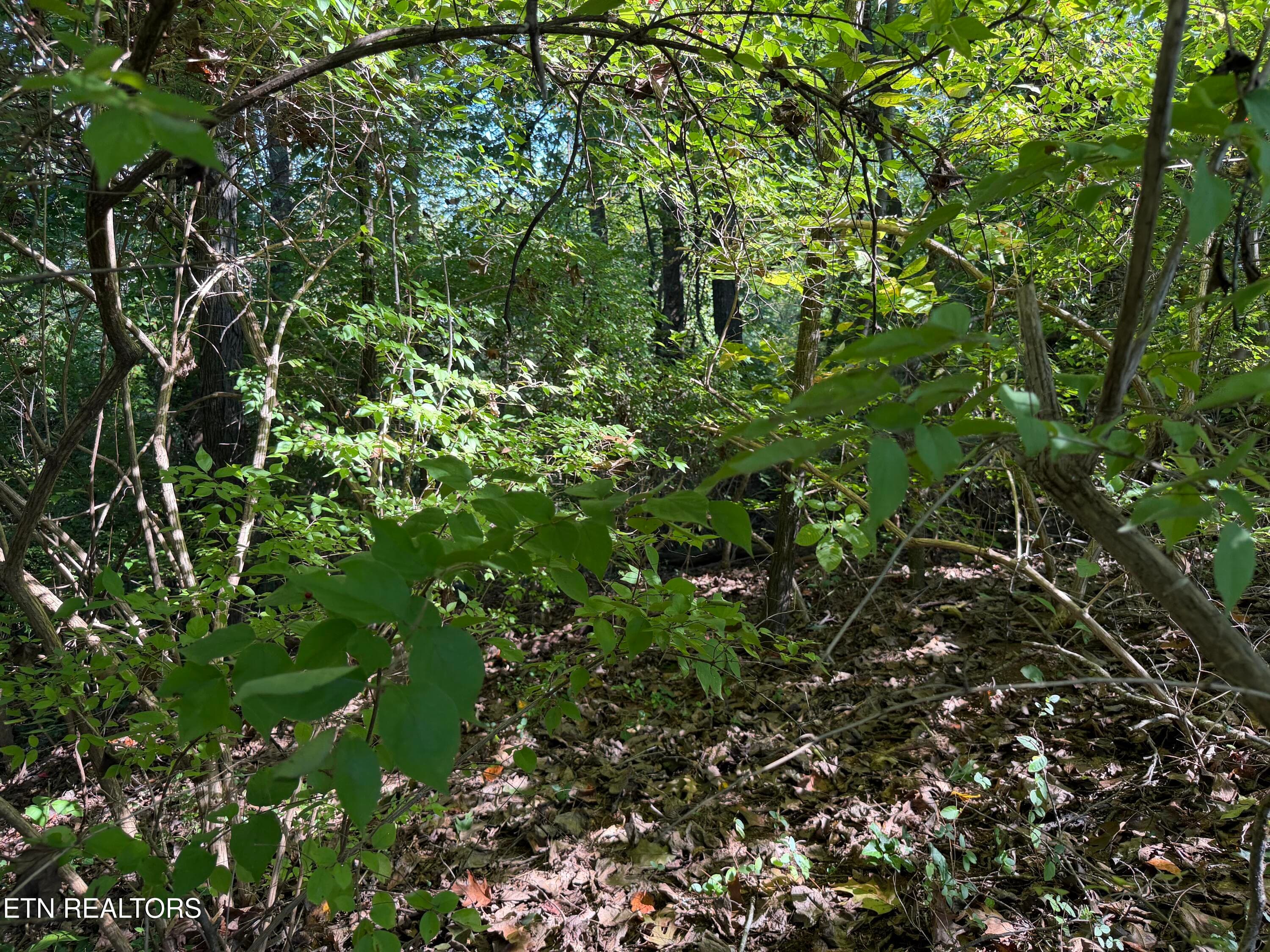 IMG_6162 - 0 Culpepper Rd, Knoxville, TN 37917