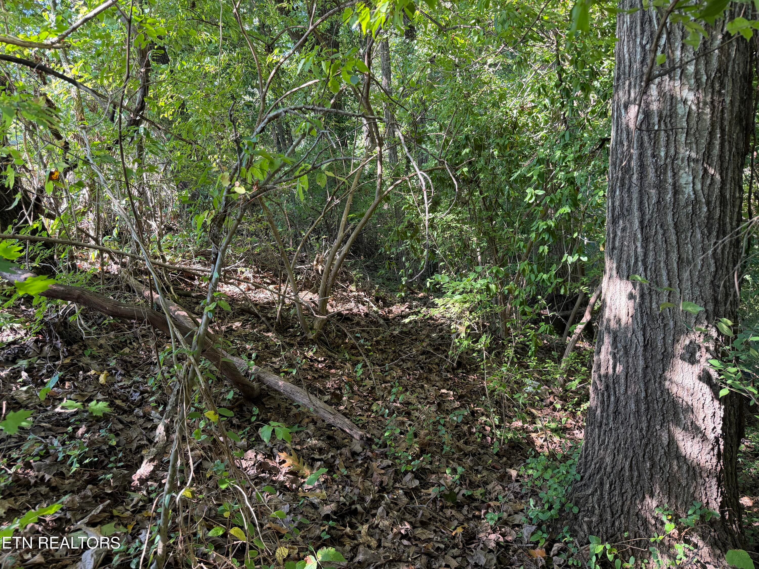 IMG_6160 - 0 Culpepper Rd, Knoxville, TN 37917