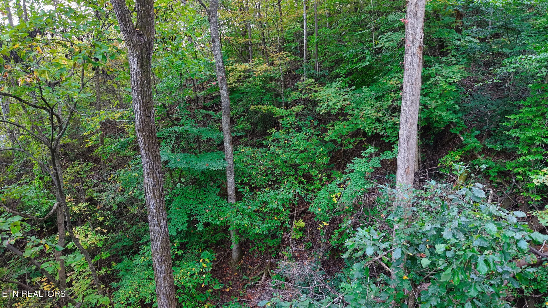 WilliamsDrive_73748_30 - Williams Drive, Maynardville, TN 37807