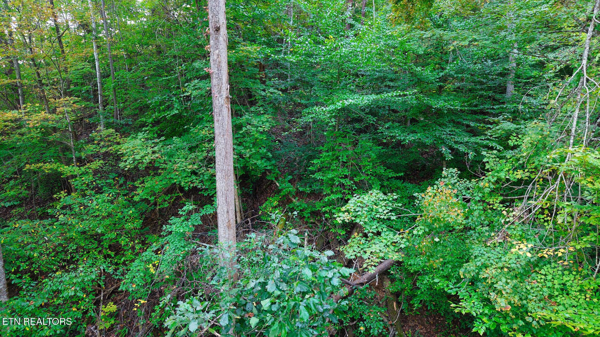 WilliamsDrive_73748_31 - Williams Drive, Maynardville, TN 37807