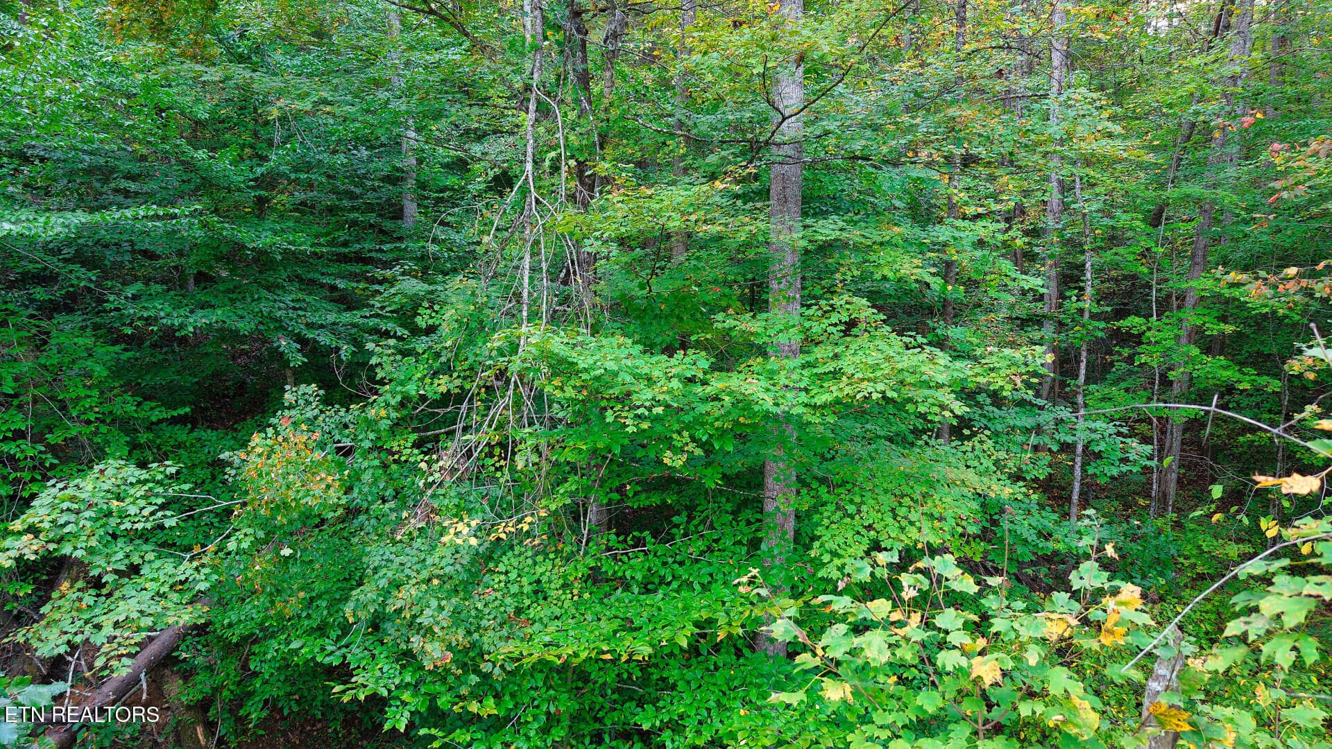WilliamsDrive_73748_32 - Williams Drive, Maynardville, TN 37807