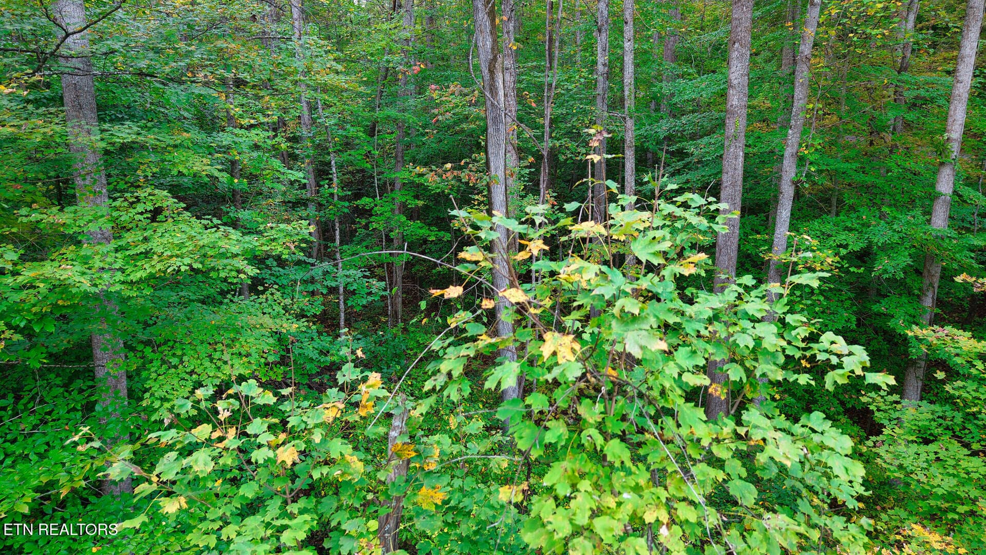 WilliamsDrive_73748_33 - Williams Drive, Maynardville, TN 37807