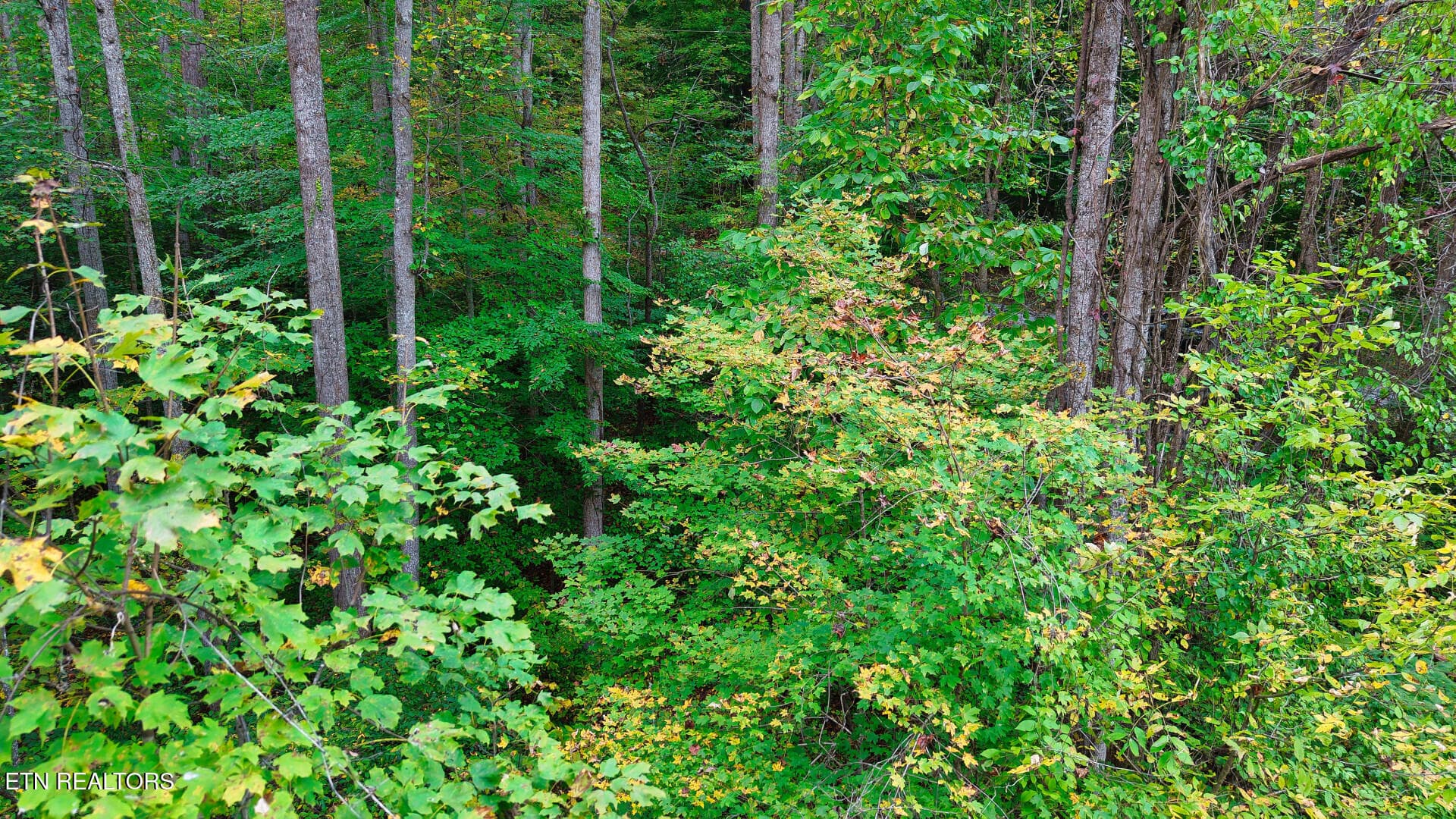 WilliamsDrive_73748_34 - Williams Drive, Maynardville, TN 37807