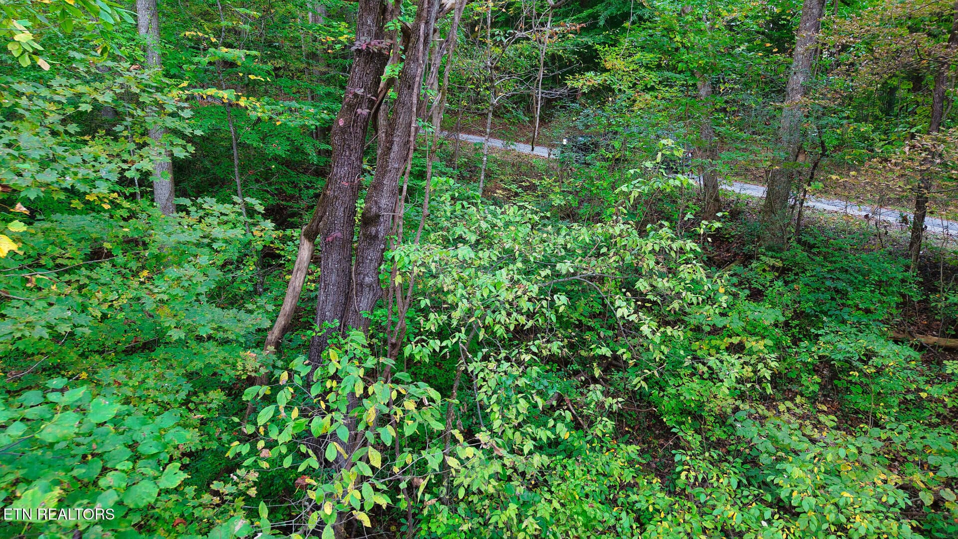 WilliamsDrive_73748_36 - Williams Drive, Maynardville, TN 37807