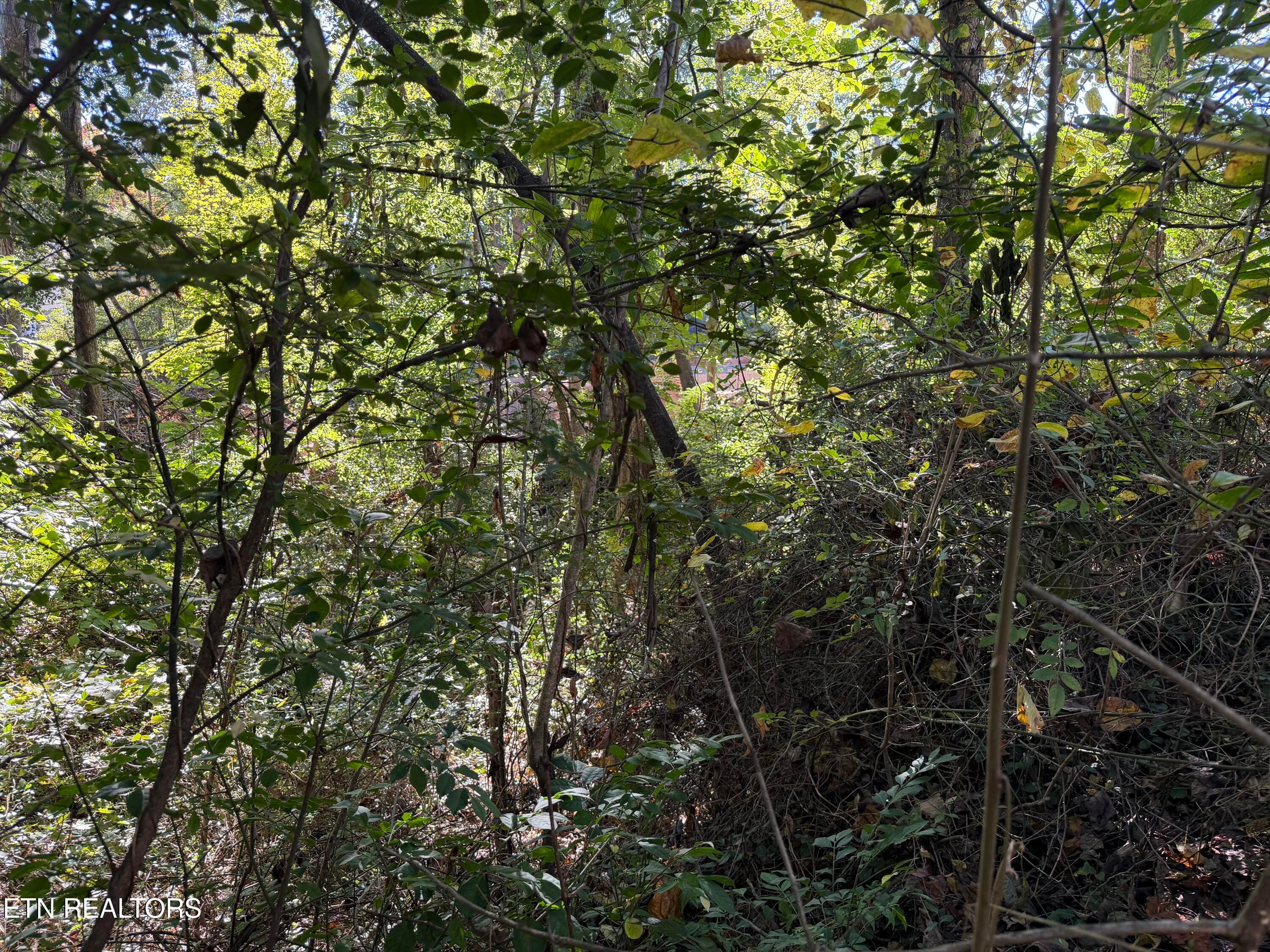 IMG_6200 - 0 Flint Rd, Knoxville, TN 37921