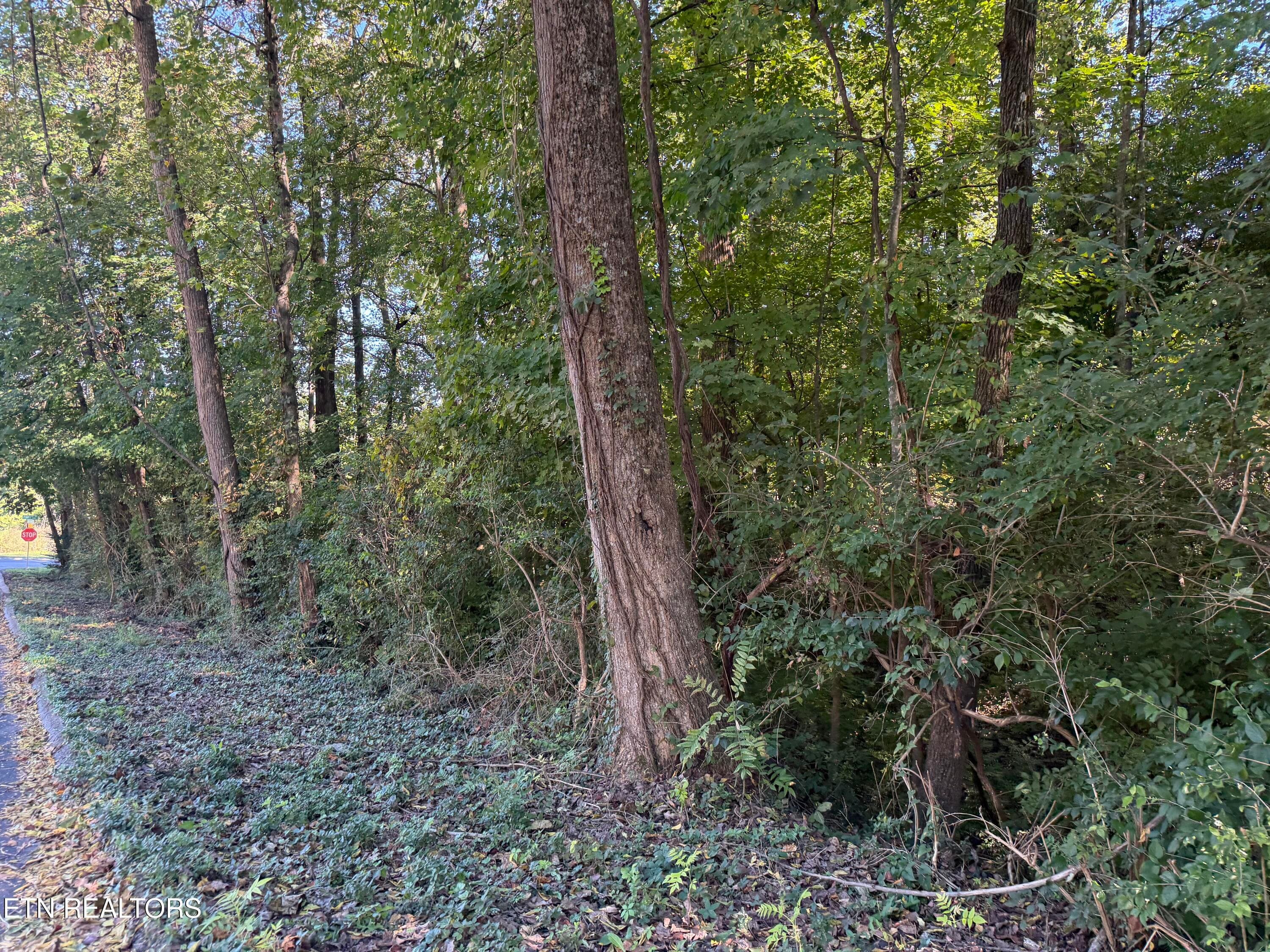 IMG_6204 - 0 Flint Rd, Knoxville, TN 37921