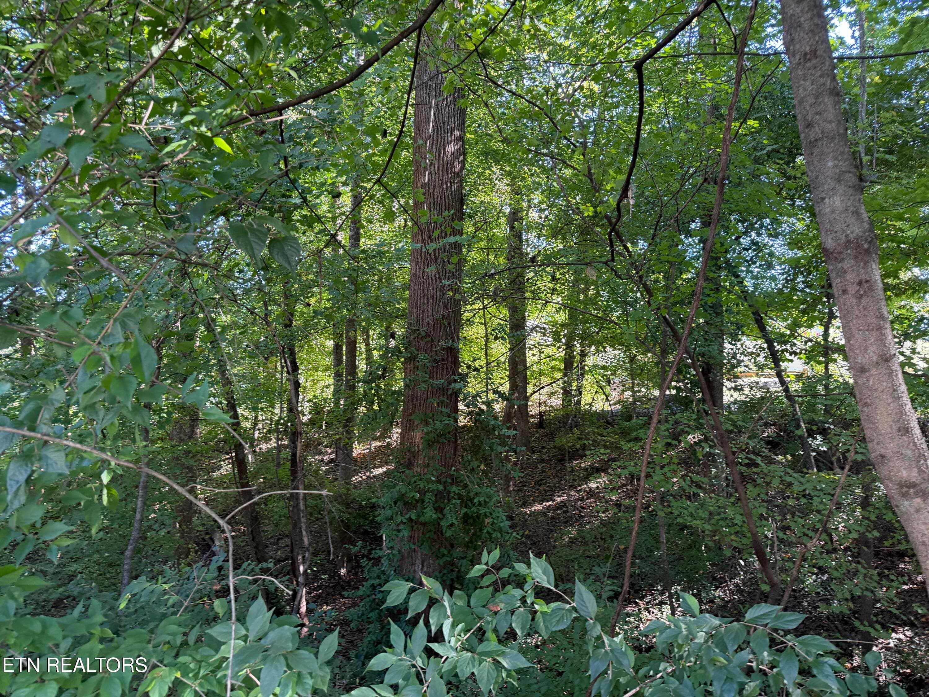 IMG_6207 - 0 Flint Rd, Knoxville, TN 37921