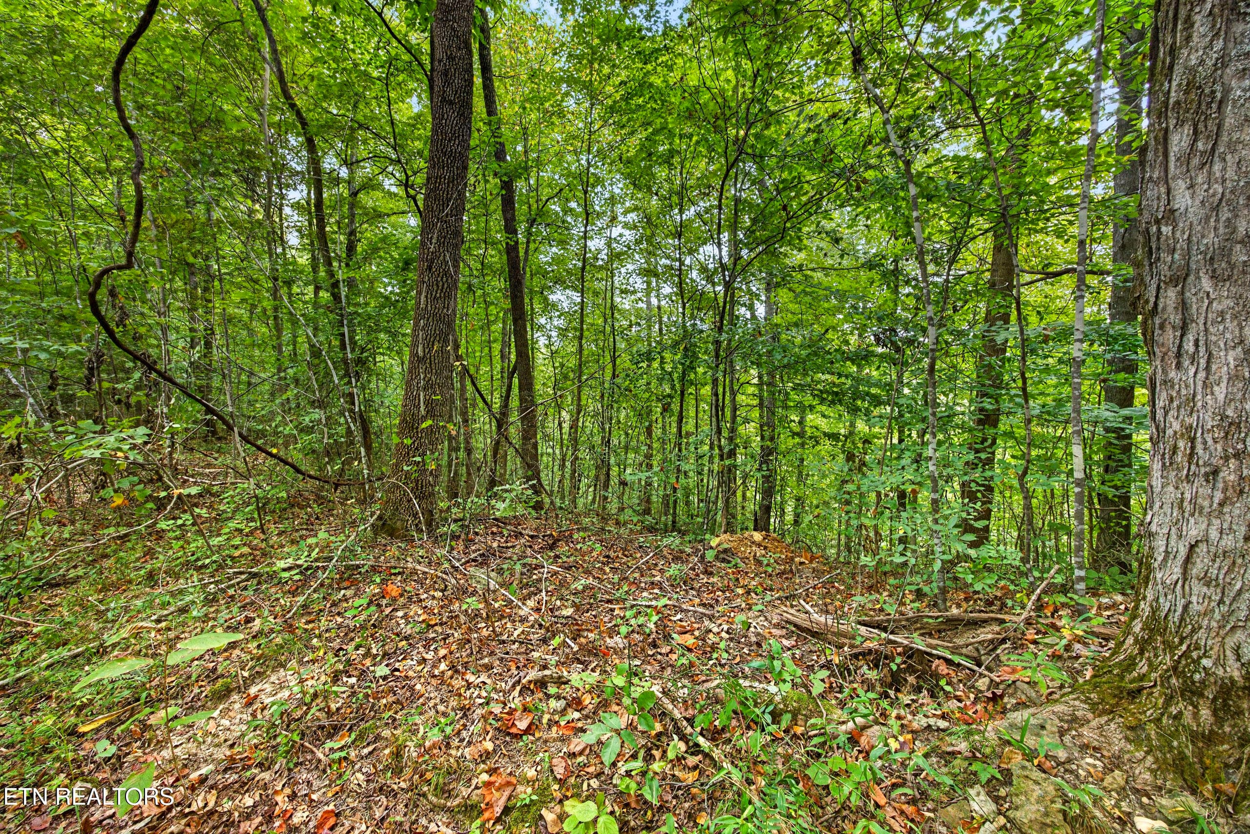 9-8N5A6638 - Lot 30&31 Timber Ridge Lane, Celina, TN 38551