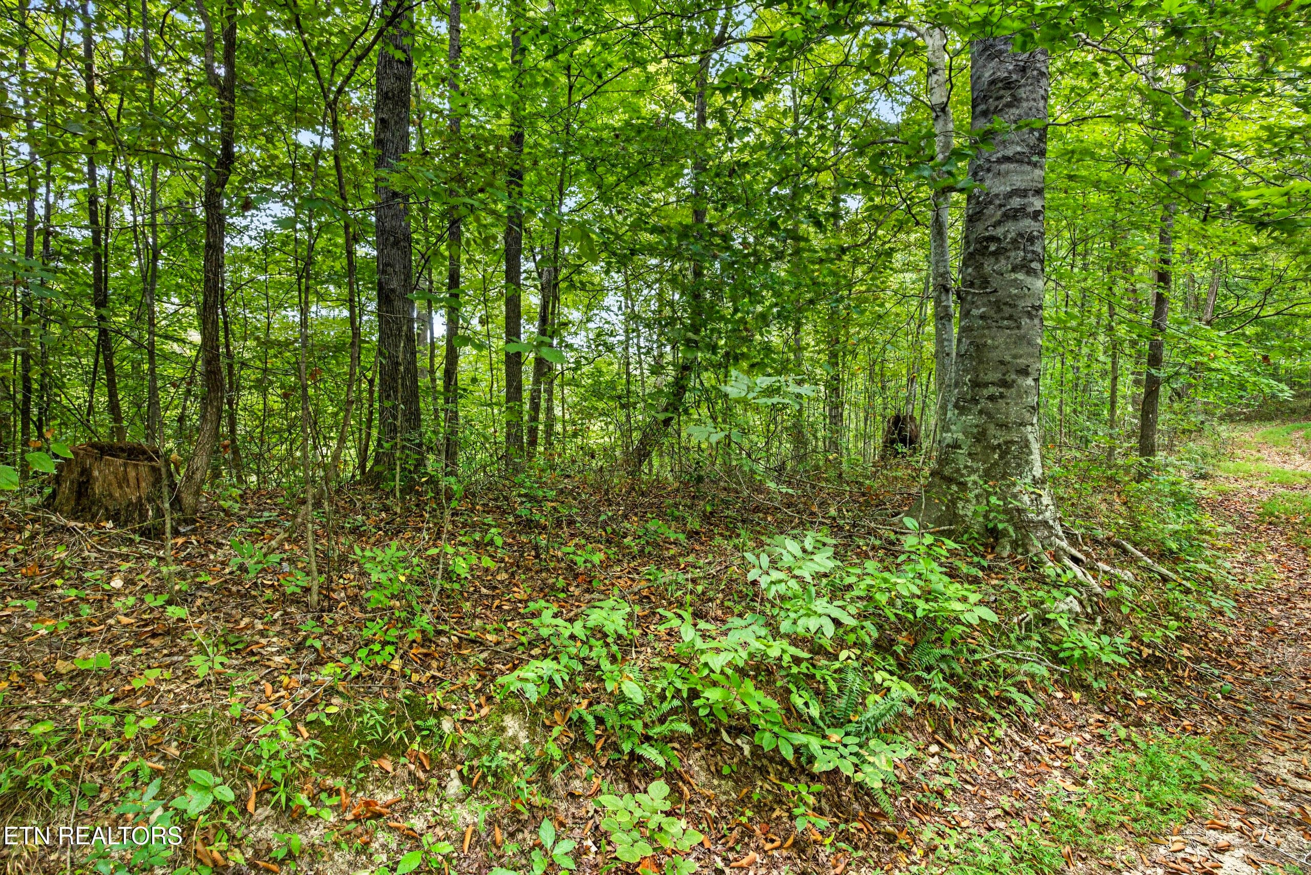 8-8N5A6597 - Lot 30&31 Timber Ridge Lane, Celina, TN 38551