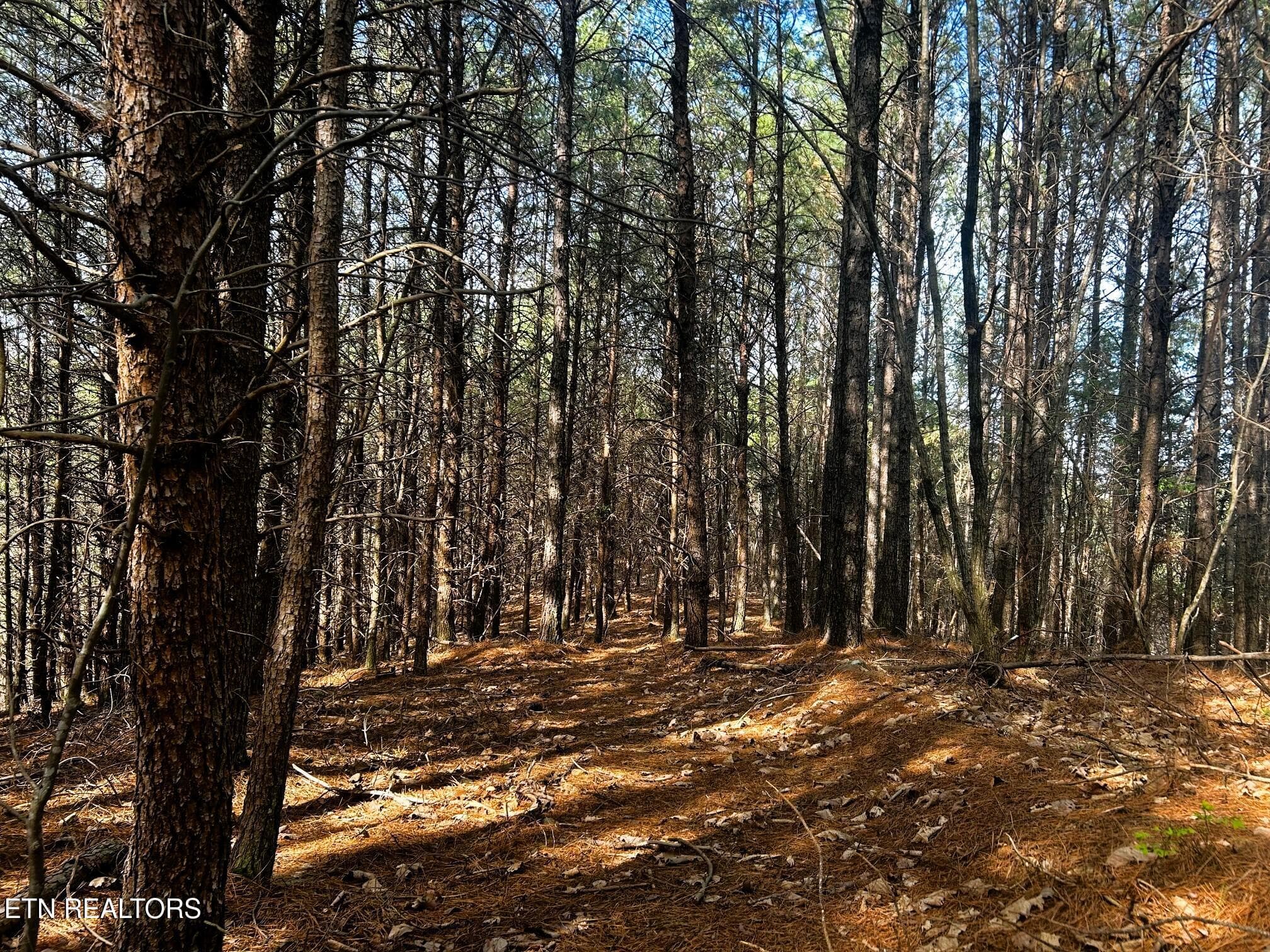 owl 6 walkable - Tract 6 SW Owl Hollow, McDonald, TN 37353