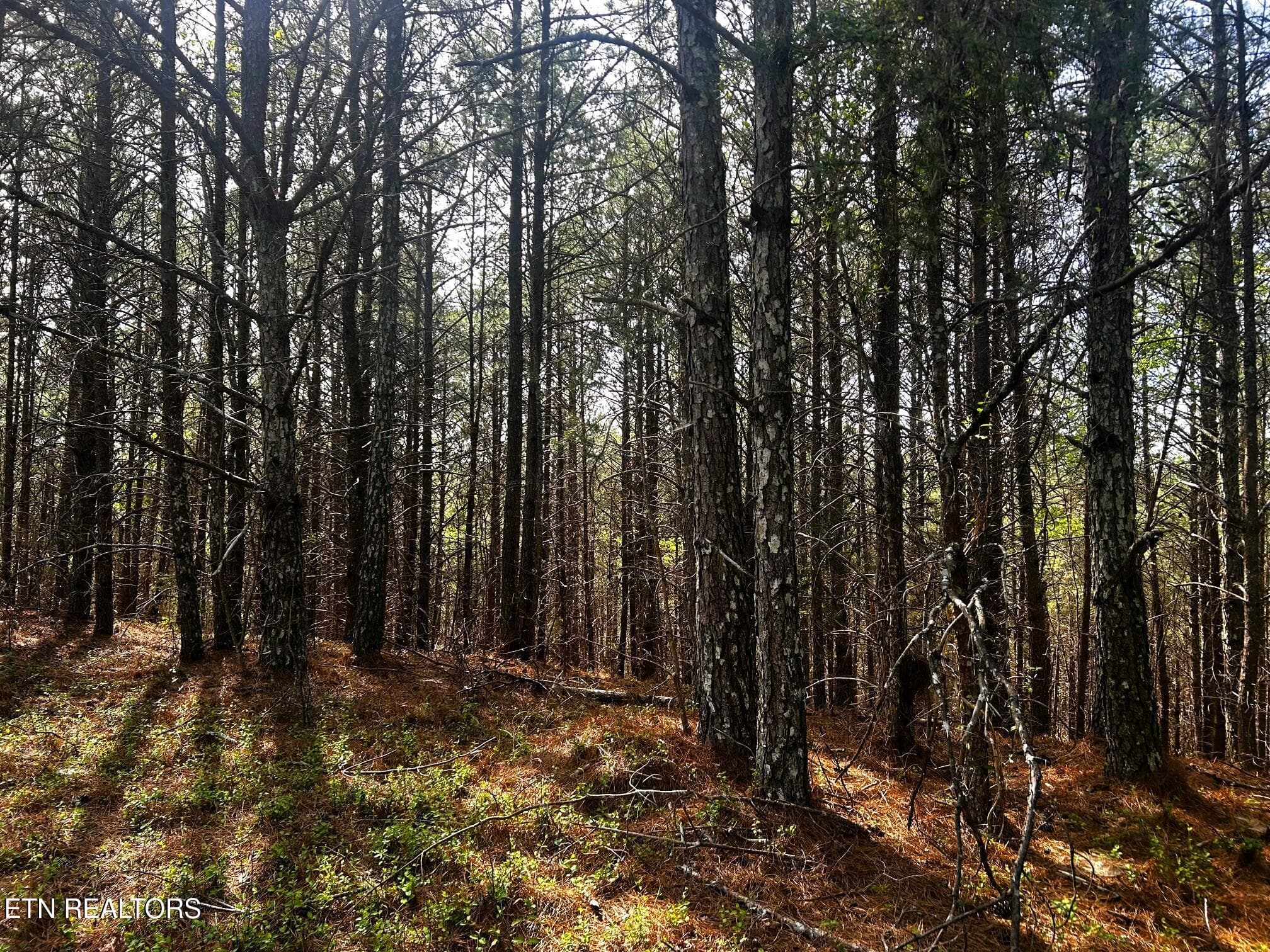 owl 6 build areas - Tract 6 SW Owl Hollow, McDonald, TN 37353