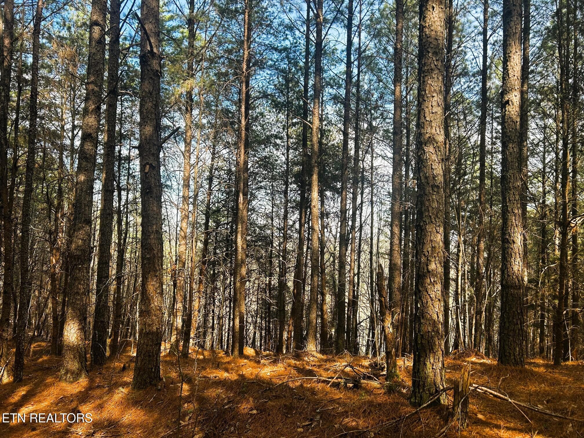 owl 6 build site 4 views behind trees - Tract 6 SW Owl Hollow, McDonald, TN 37353