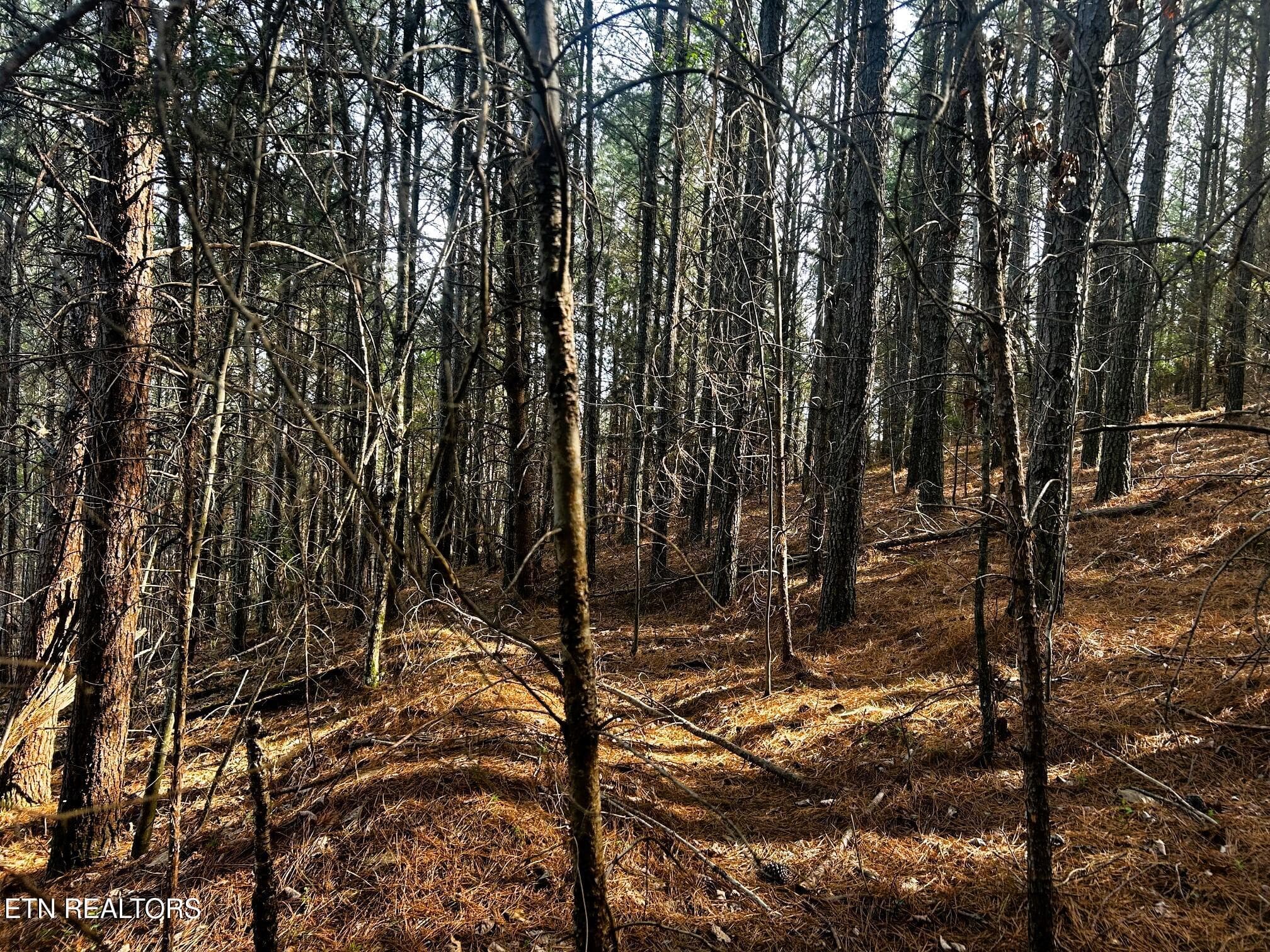 owl 6 logging roads - Tract 6 SW Owl Hollow, McDonald, TN 37353