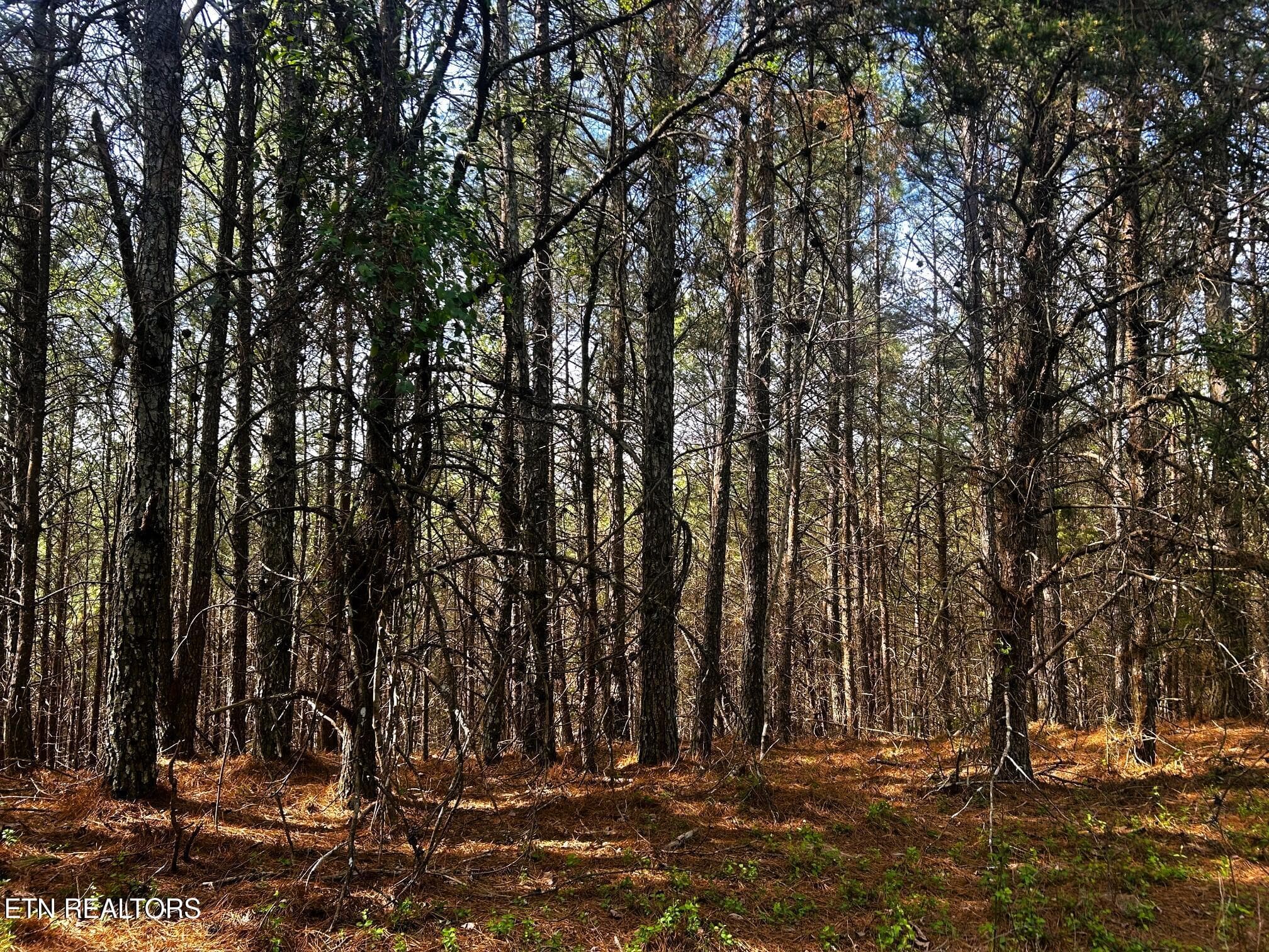 owl 6 timber - Tract 6 SW Owl Hollow, McDonald, TN 37353
