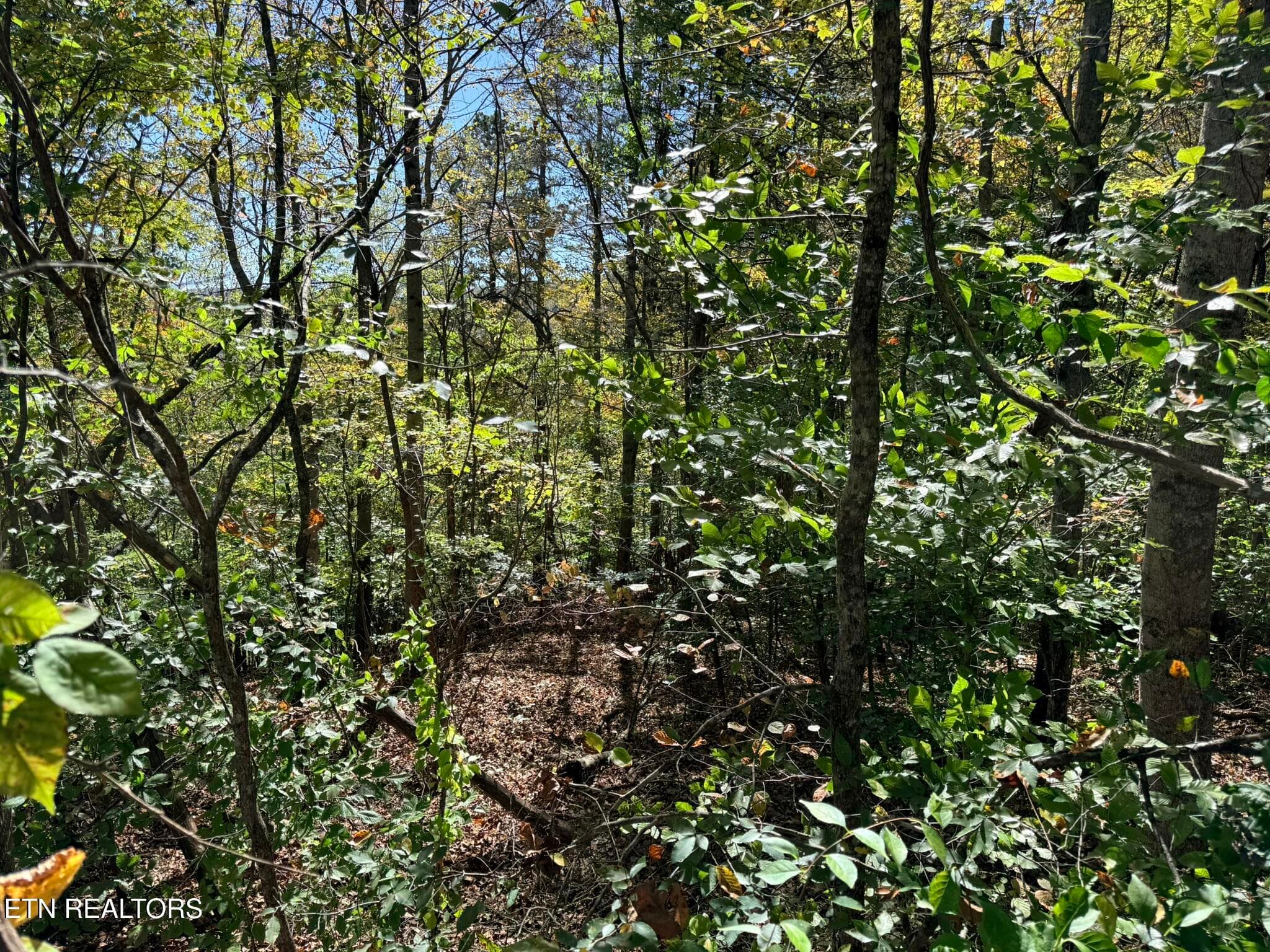 IMG_1328 - Indian Creek Rd, Jacksboro, TN 37757