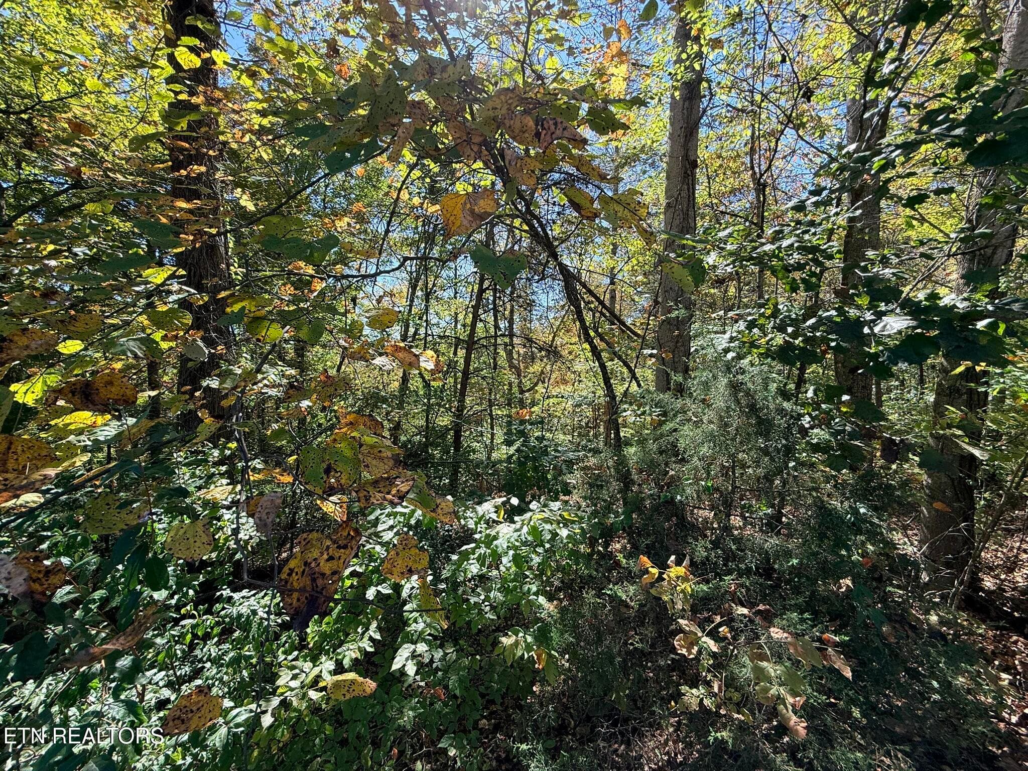 IMG_1329 - Indian Creek Rd, Jacksboro, TN 37757