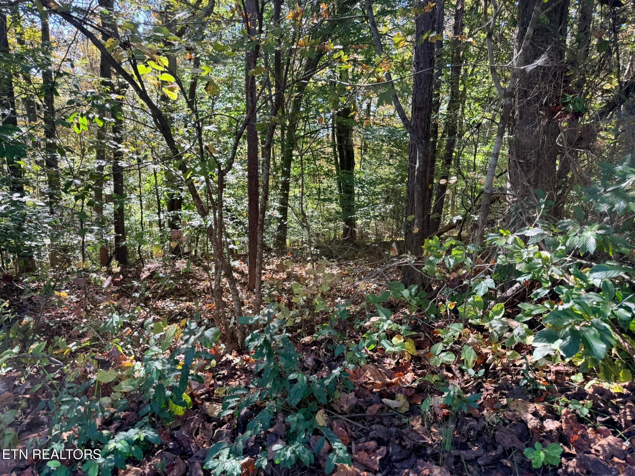 IMG_1331 - Indian Creek Rd, Jacksboro, TN 37757