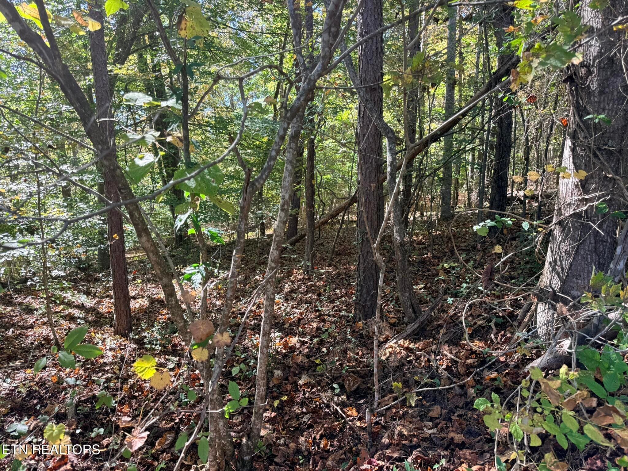 IMG_1332 - Indian Creek Rd, Jacksboro, TN 37757