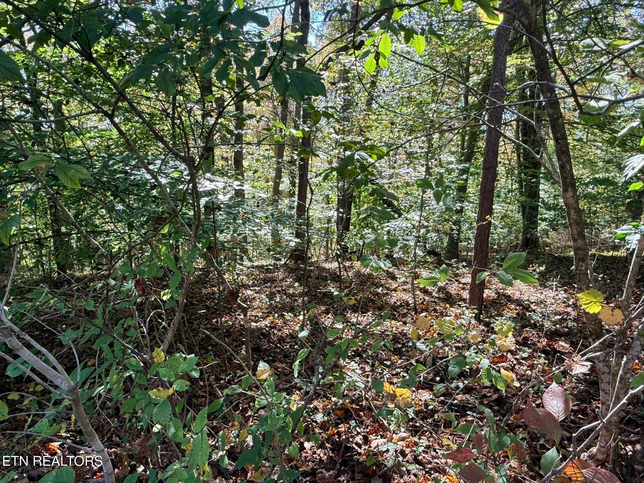 IMG_1333 - Indian Creek Rd, Jacksboro, TN 37757