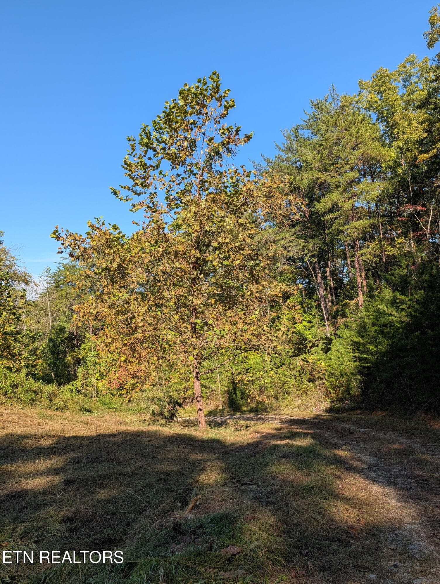 View of Trees - 130 Abels Valley Rd, Rockwood, TN 37854