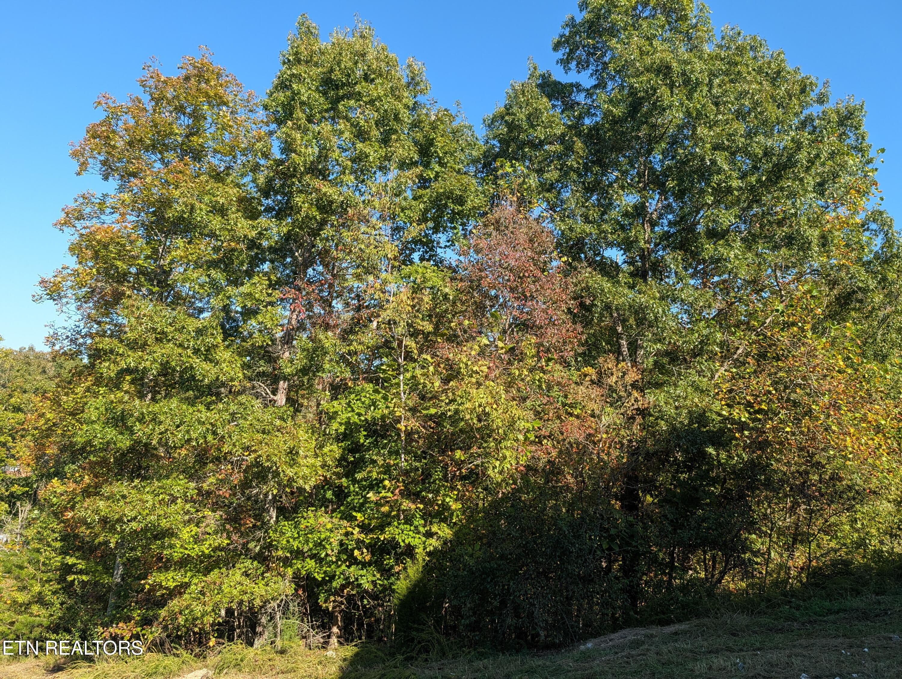 Wooded Acreage - 130 Abels Valley Rd, Rockwood, TN 37854