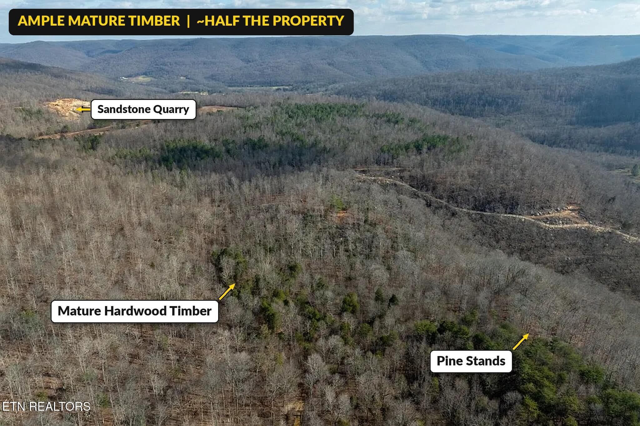 Puncheon_Creek_18_Timber_Hardwoods_Pines - 00 Puncheon Creek Lane, Allred, TN 38542