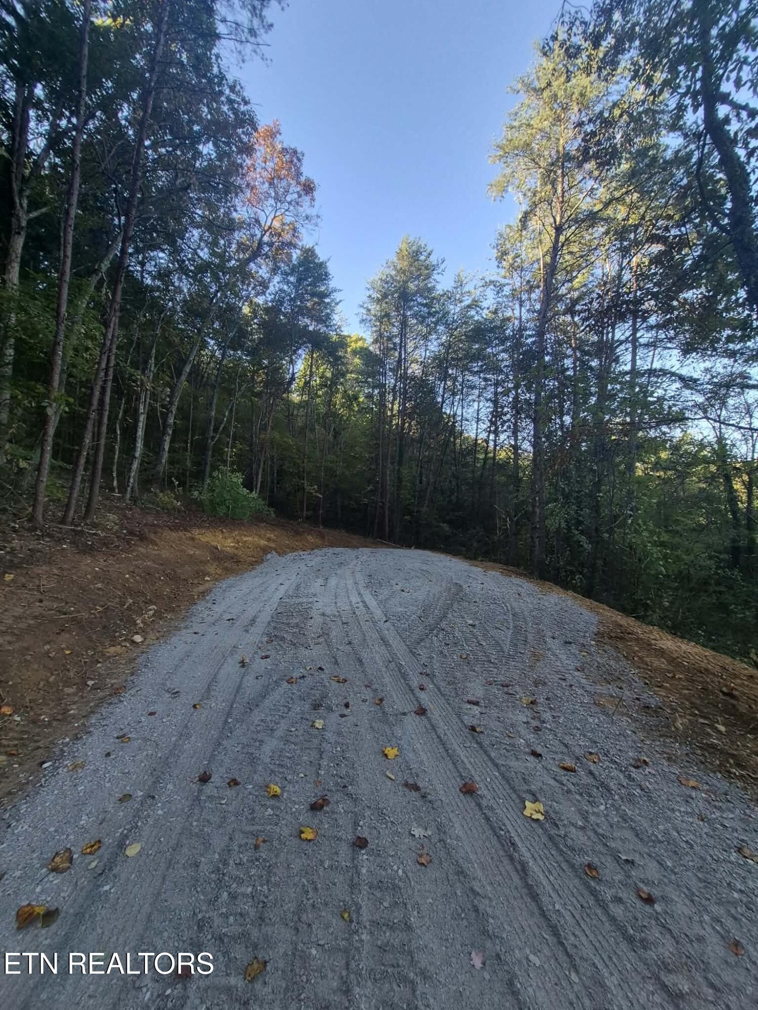 Looking up - 177 Martin Rd, Tellico Plains, TN 37385