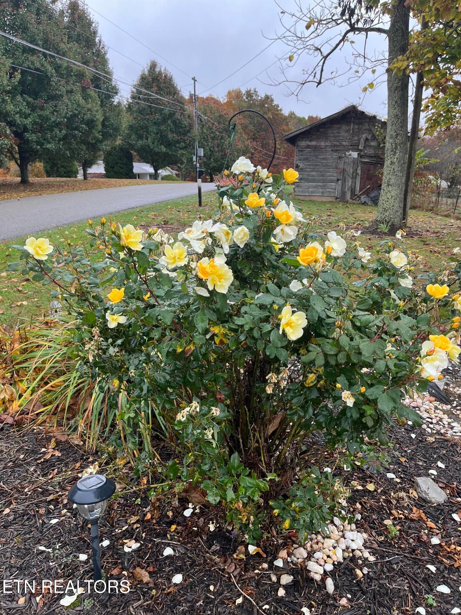 IMG_0686 - 841 Yellow Cliff Rd, Jamestown, TN 38556