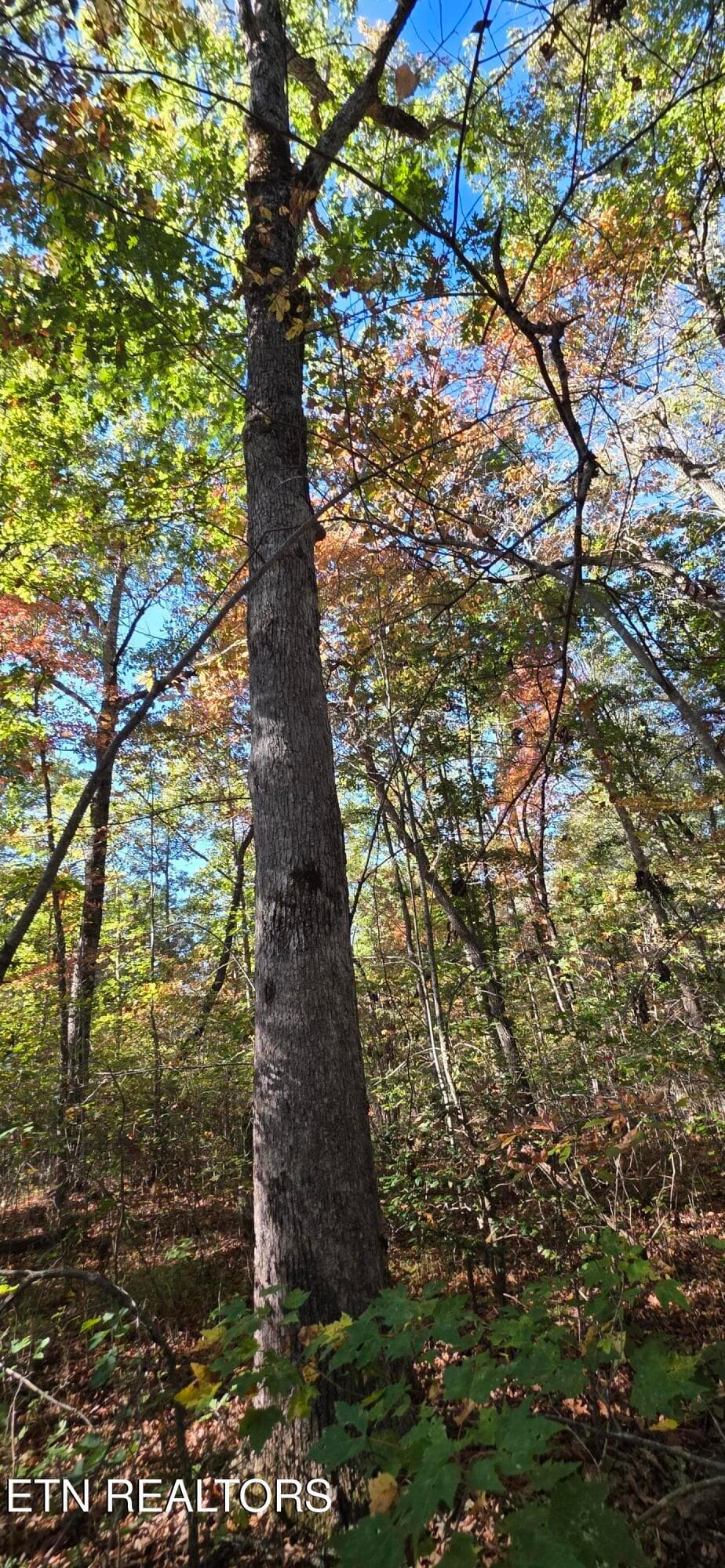 1000024288 - 4 Austin Drive, Monterey, TN 38574