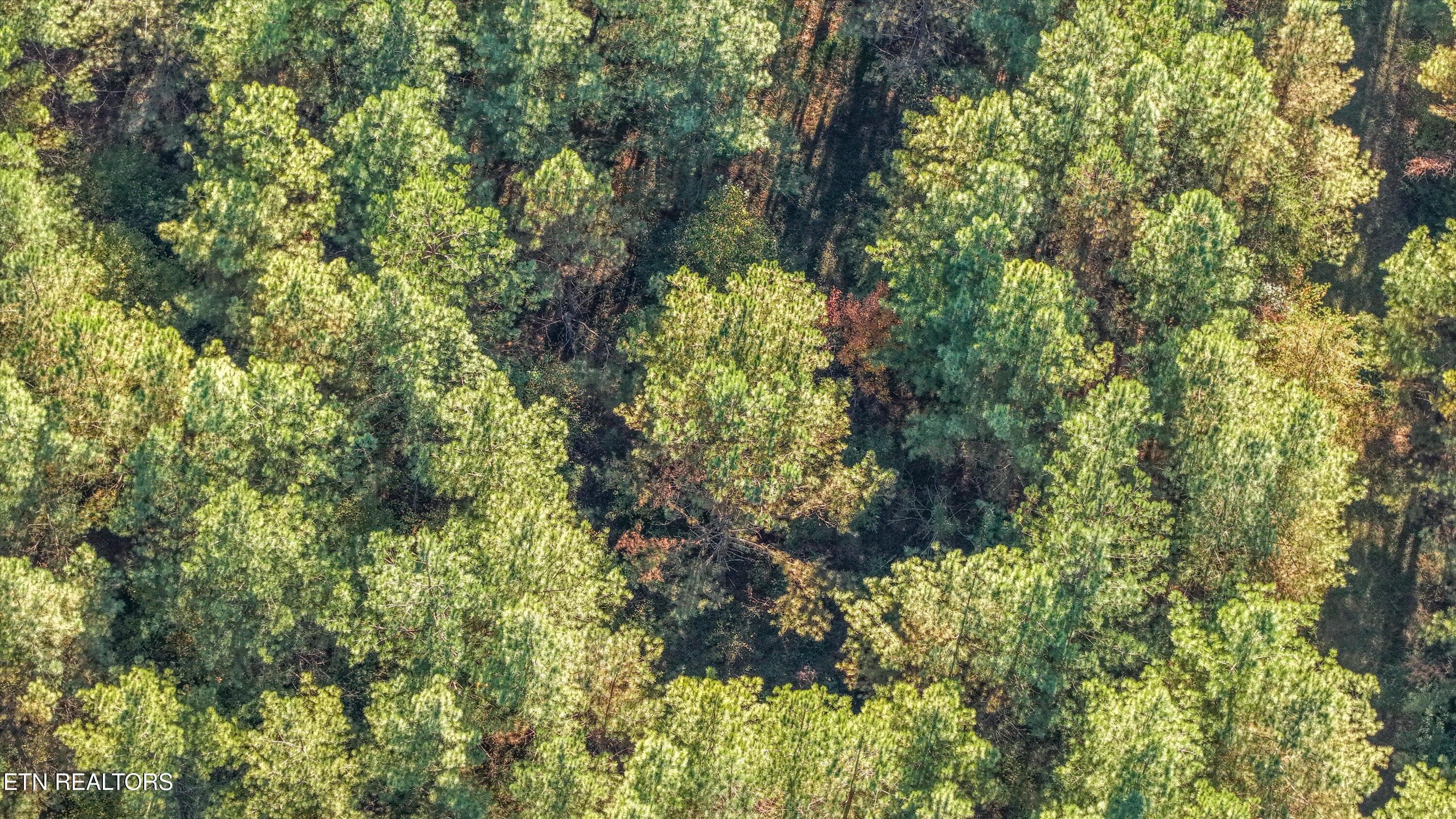 Scenic Wooded Setting - 0 Morgan Co Hwy, Sunbright, TN 37872