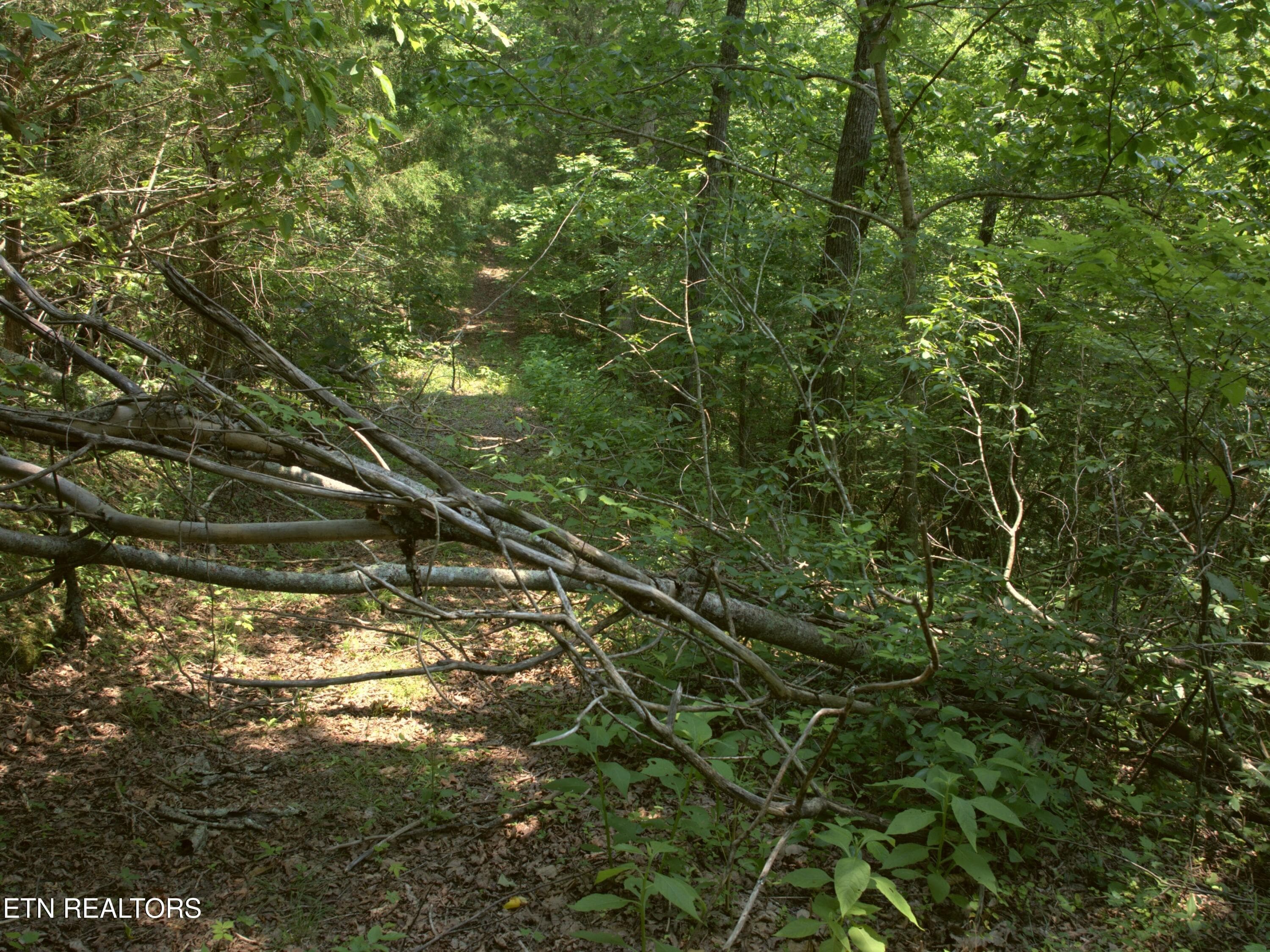 15_Woods_trail - Lot 4 & 7 Weber Lane Lane, Celina, TN 38551