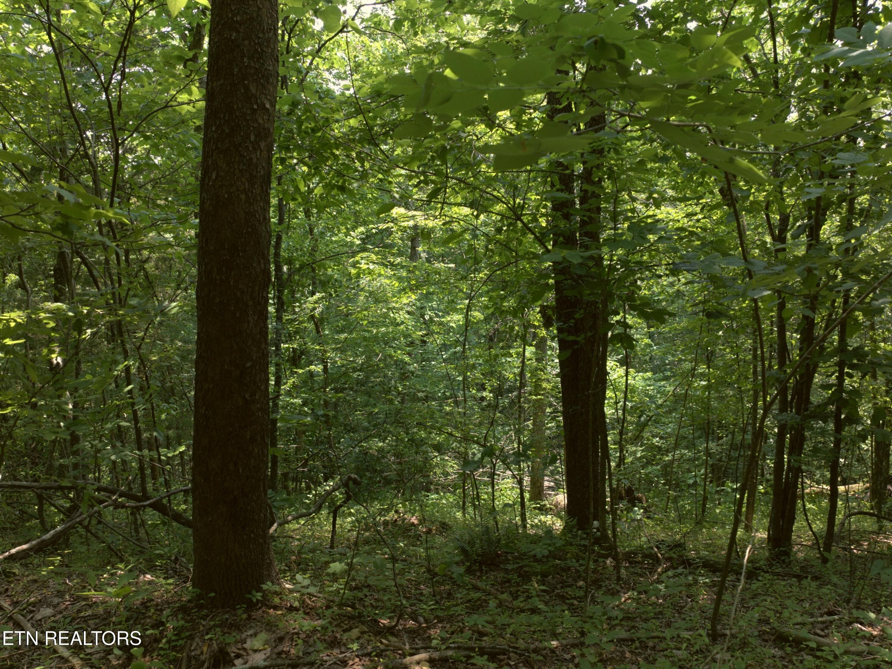 17_Interior_woods - Lot 4 & 7 Weber Lane Lane, Celina, TN 38551