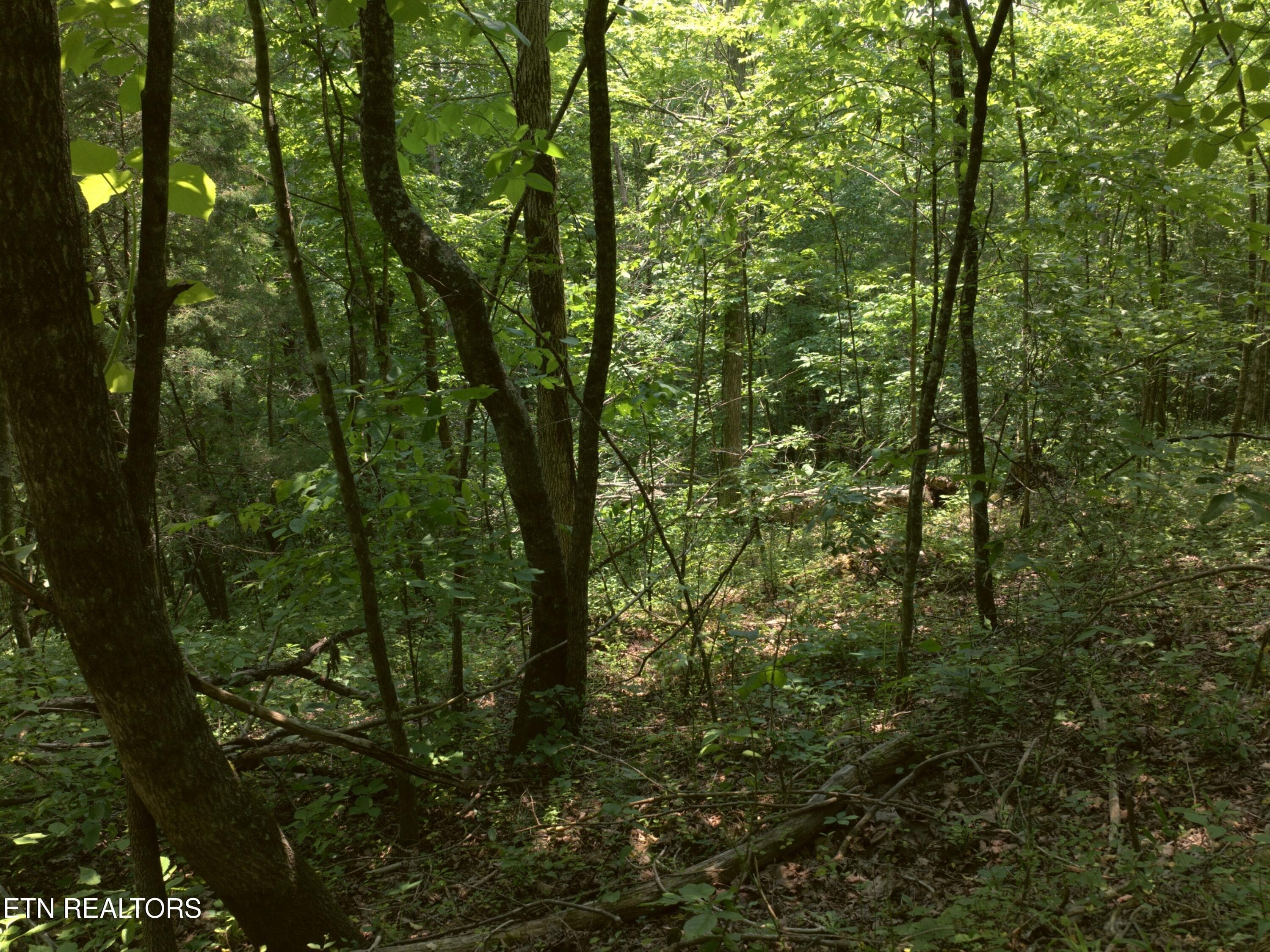 18_Wooded_hillside - Lot 4 & 7 Weber Lane Lane, Celina, TN 38551